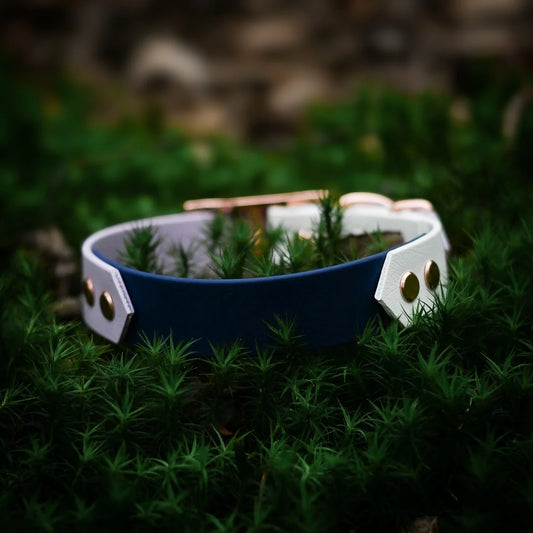 Waterproof Collars for your Dog!