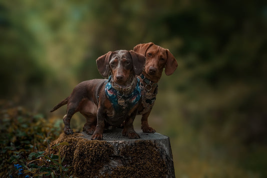 Social Media Dogfluencers - How to Add Value and Build Your Community