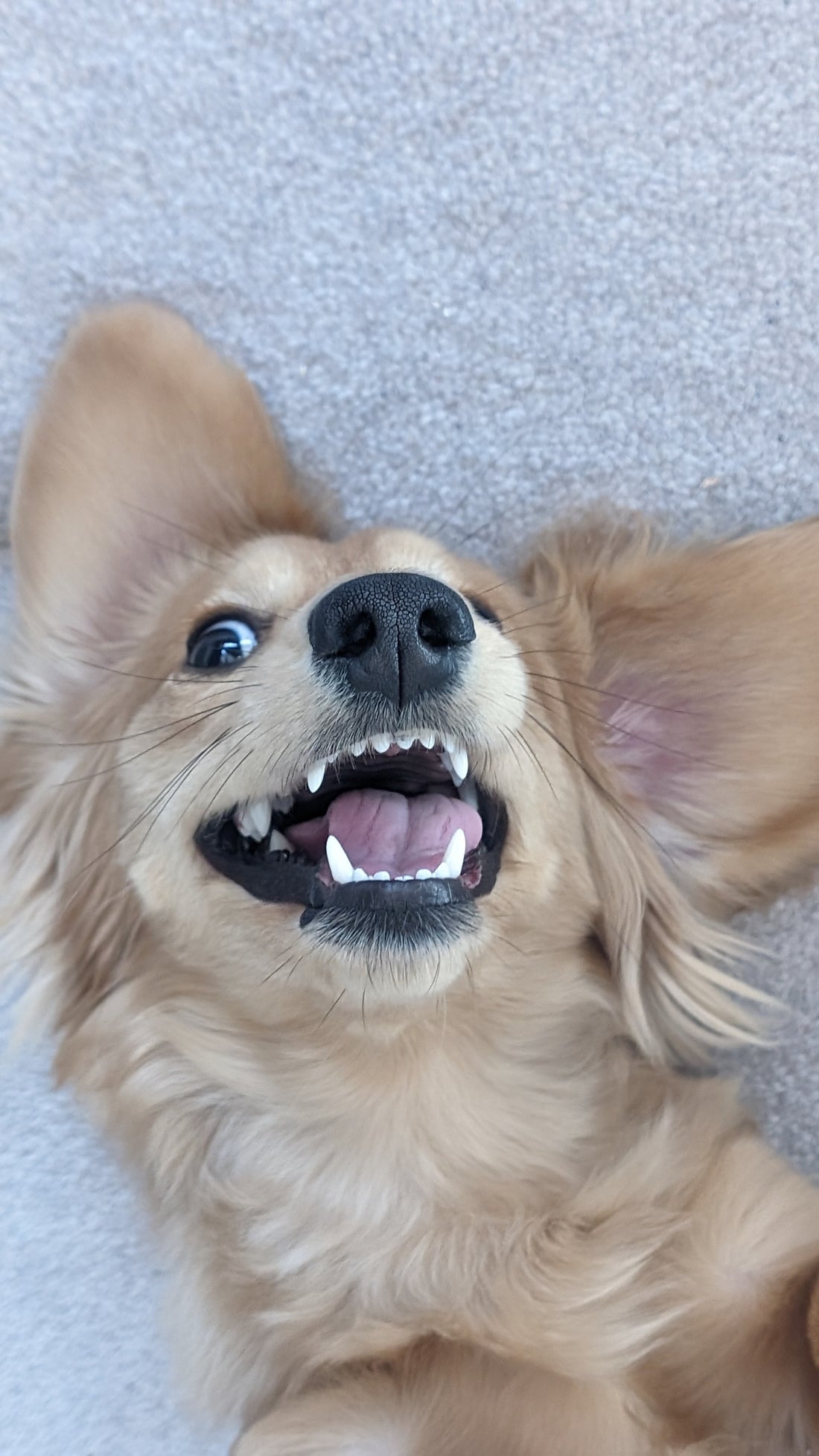 How to keep your dogs teeth clean without brushing