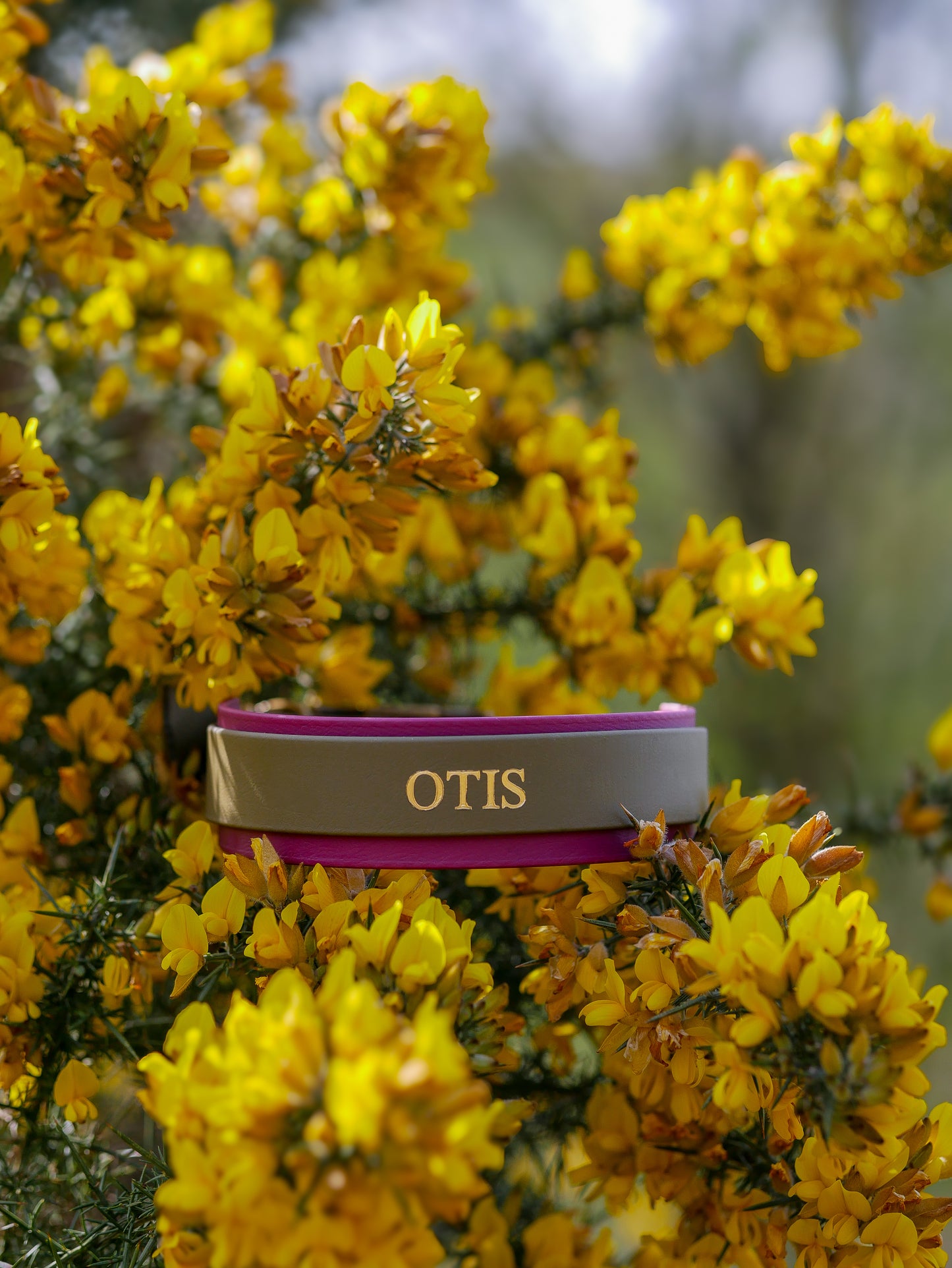 The Otis