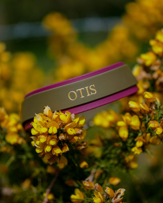The Otis
