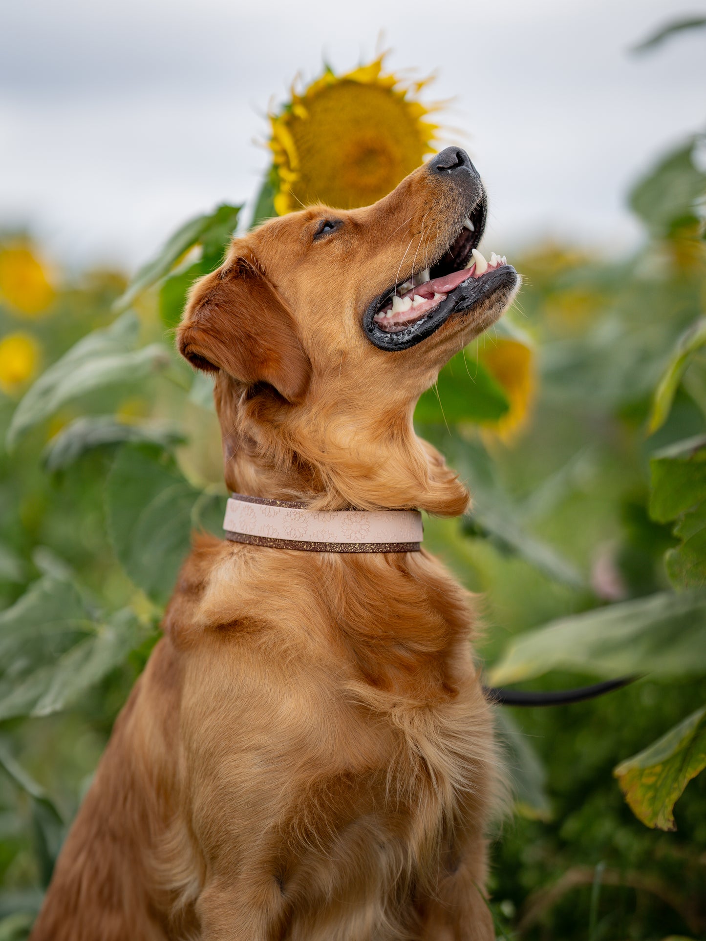 Sunflower Meadow - Embossed Hound Collar