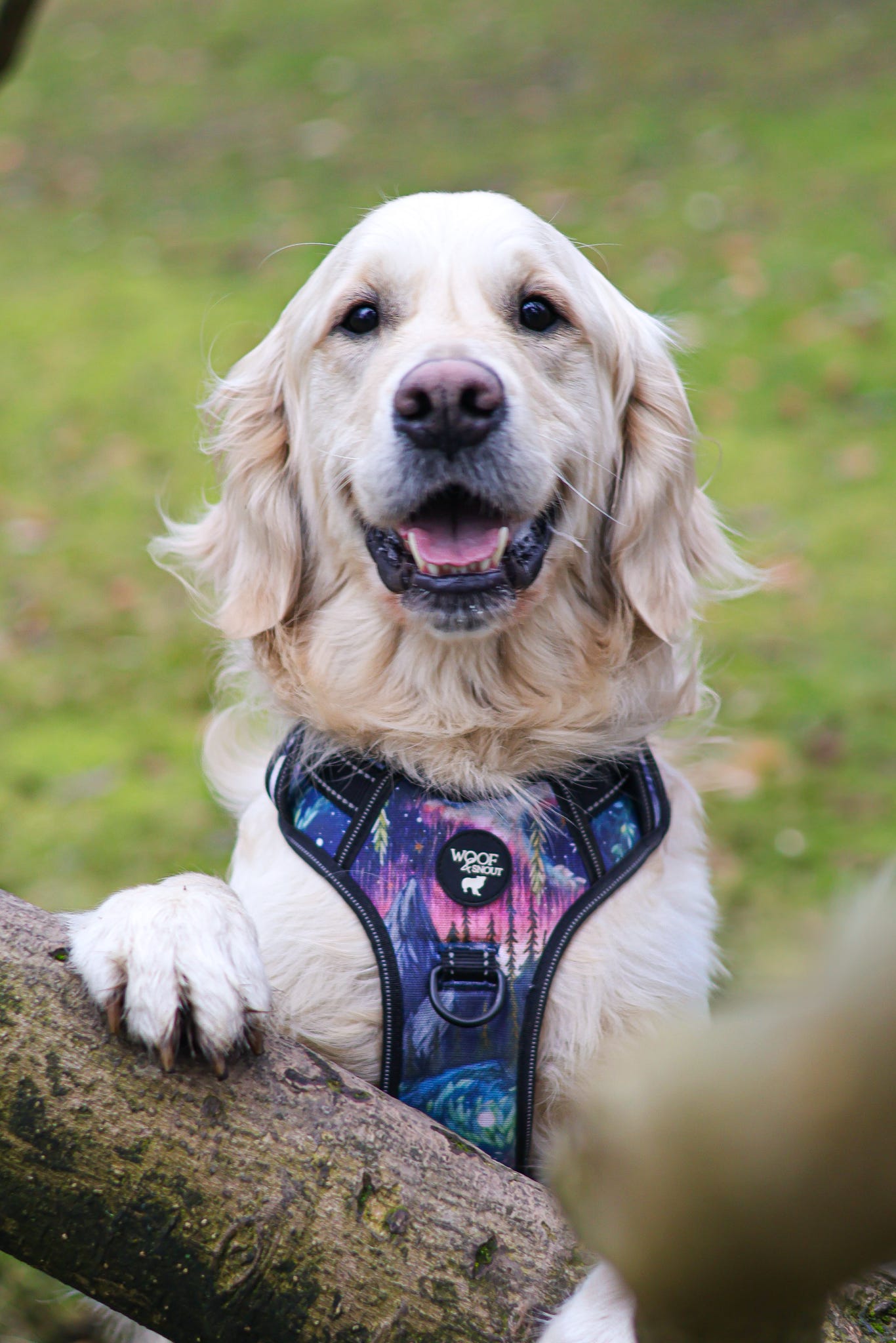 Aurora Explorer Pro Dog Harness