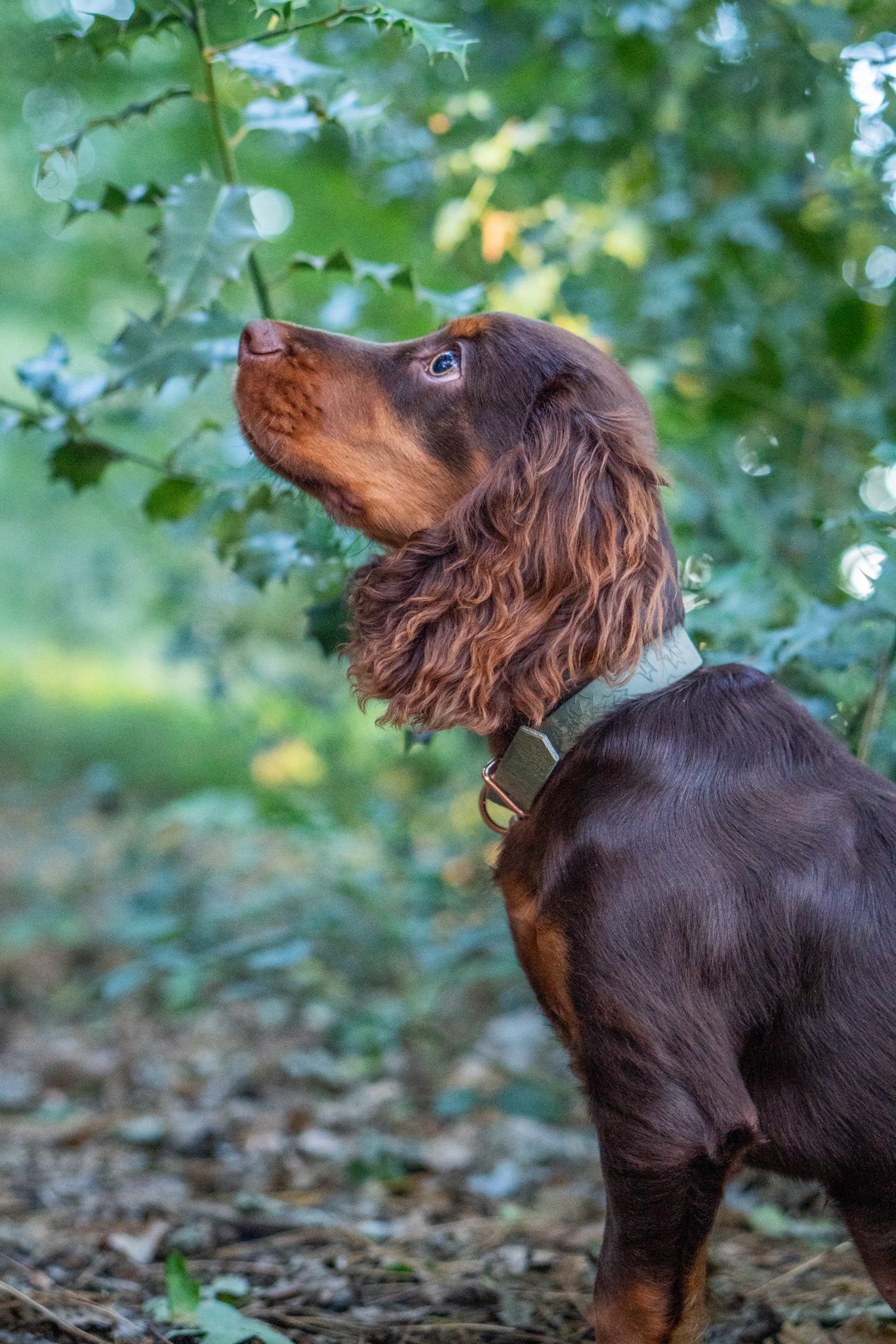 Holly Bush - Embossed Explorer Collar