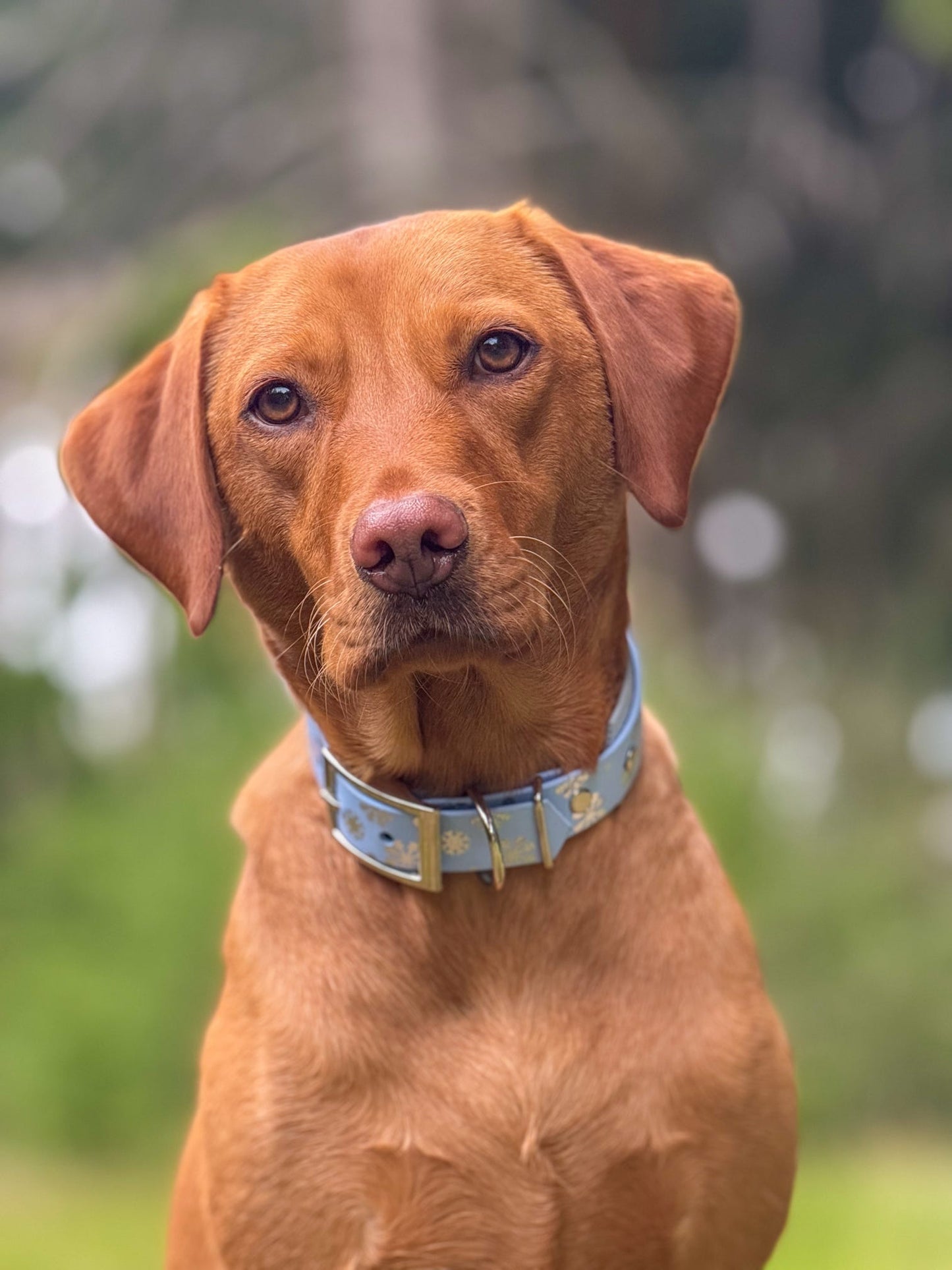 A Sprinkling of Snow - Embossed Hound Collar