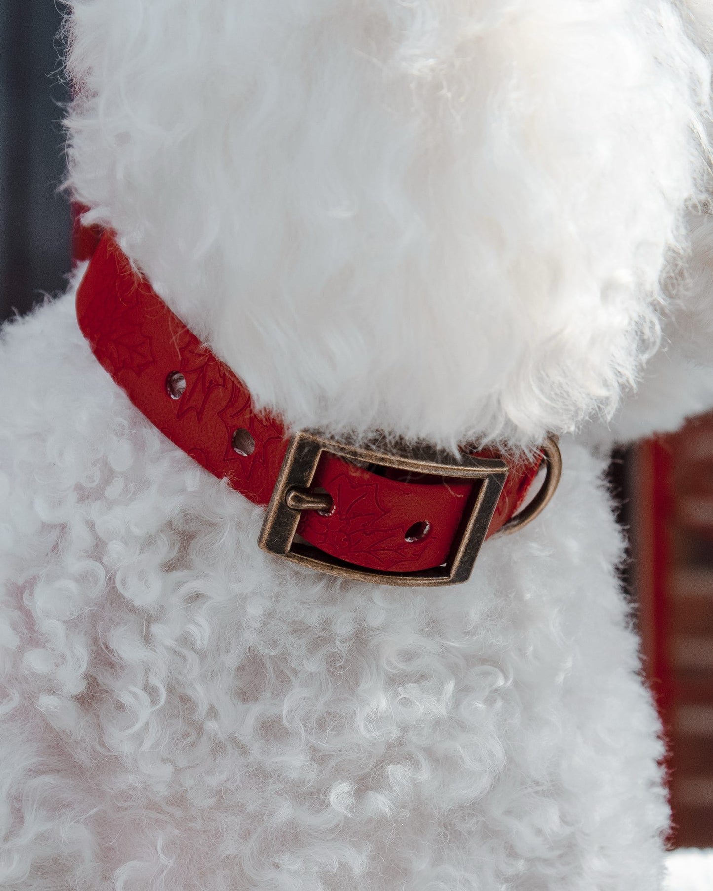 Holly Bush - Embossed Explorer Collar