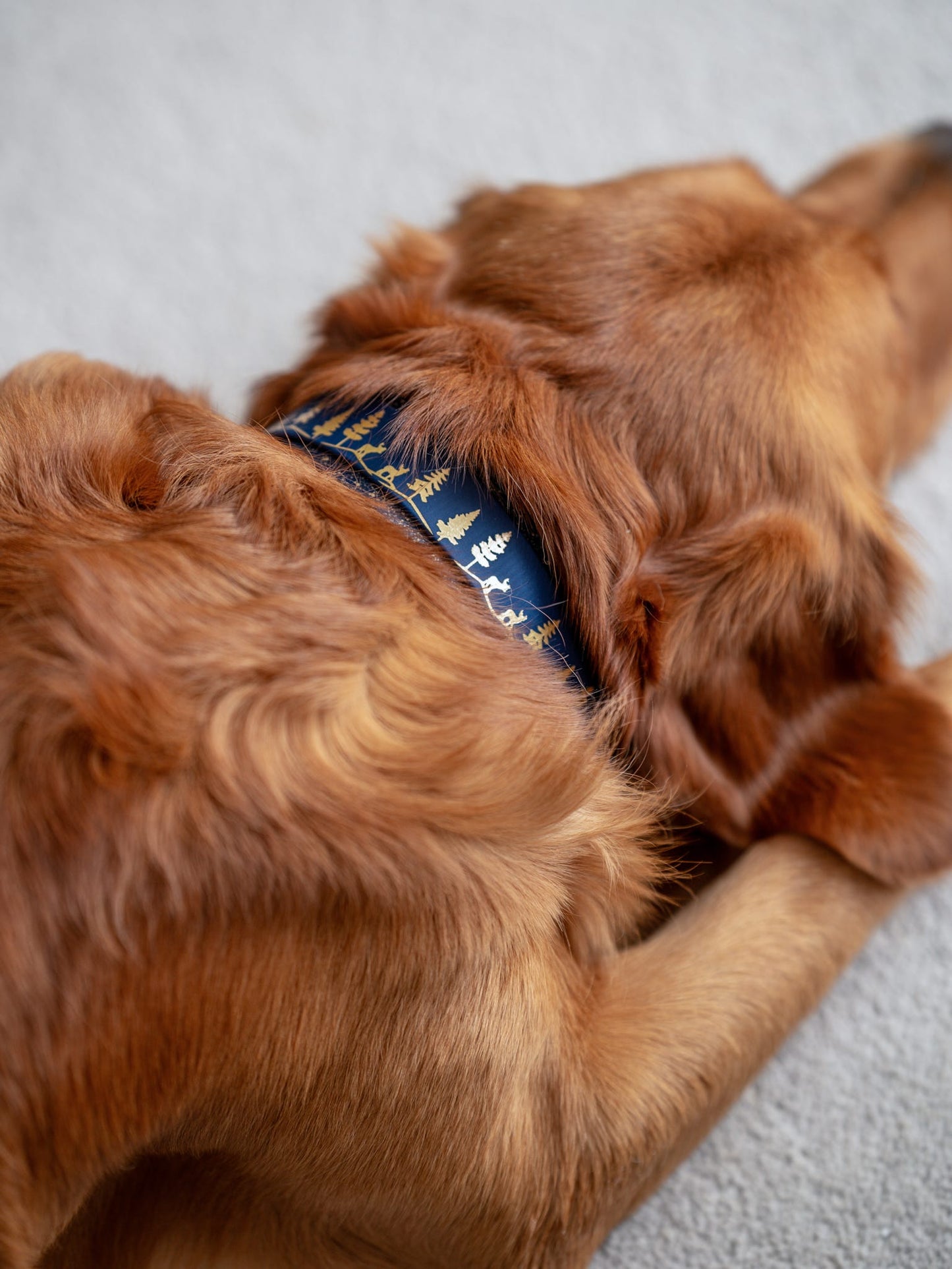 Fawn Hollow - Embossed Hound Collar