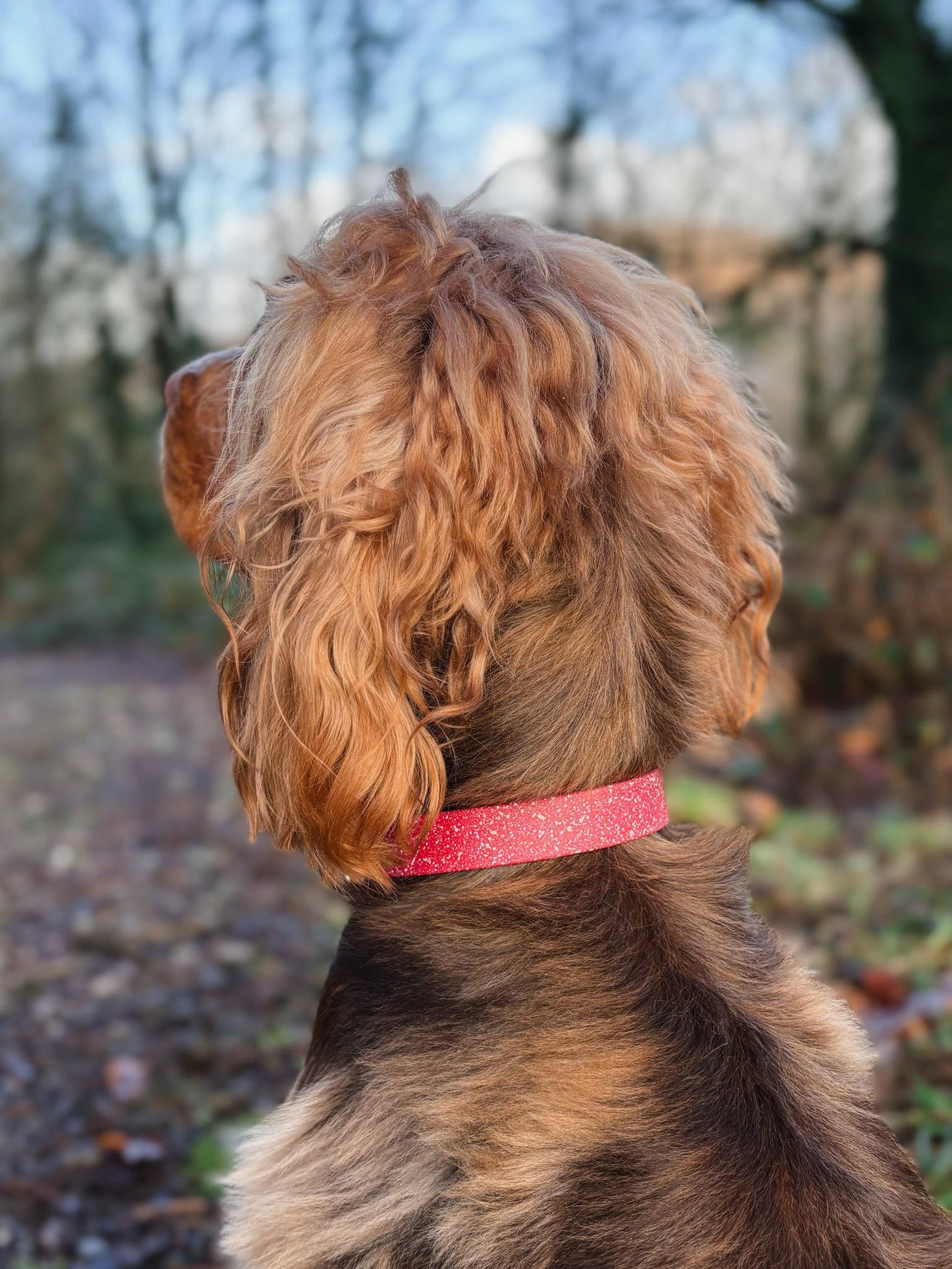 Rosehip - SS Explorer Collar (Valentines Special)