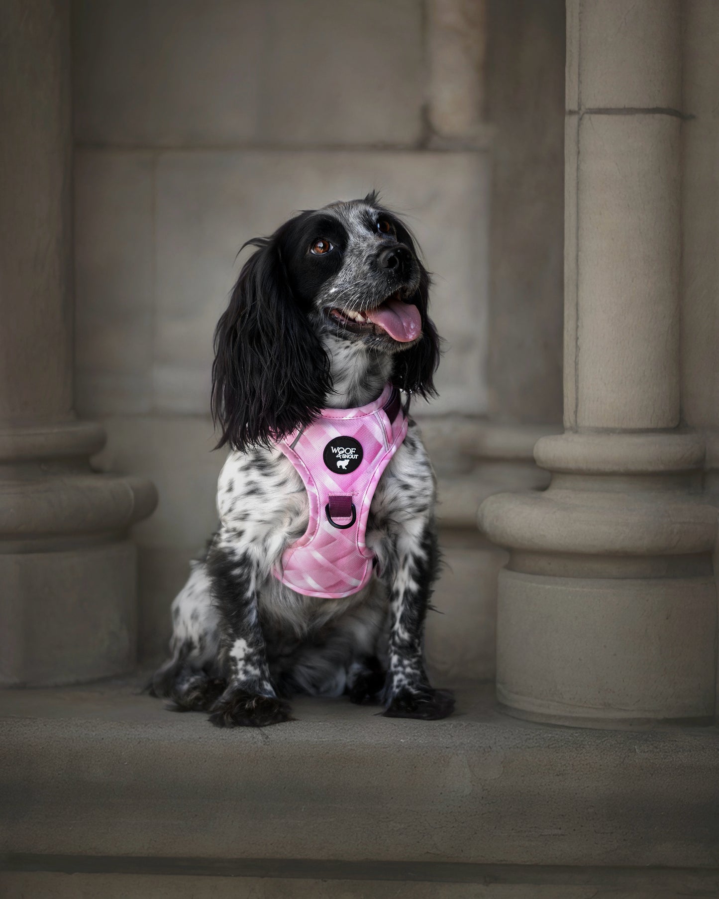 Diamond Rose Explorer Dog Harness