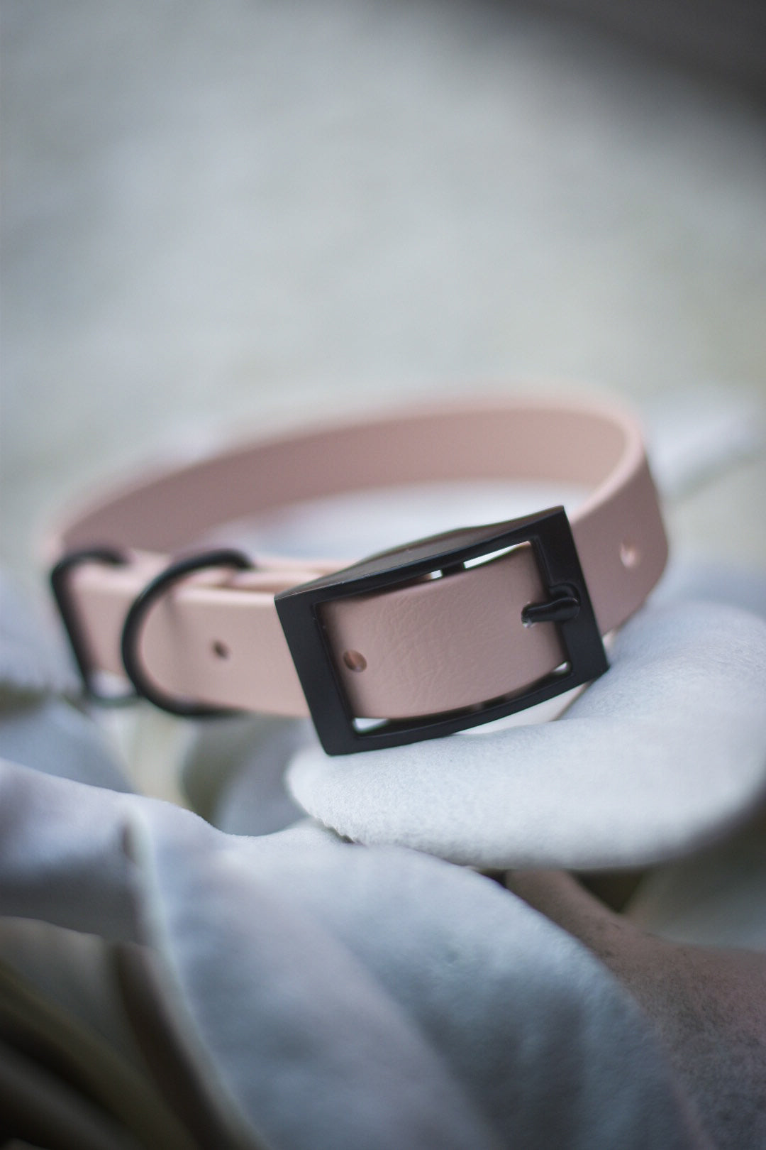 Champagne - Explorer Collar