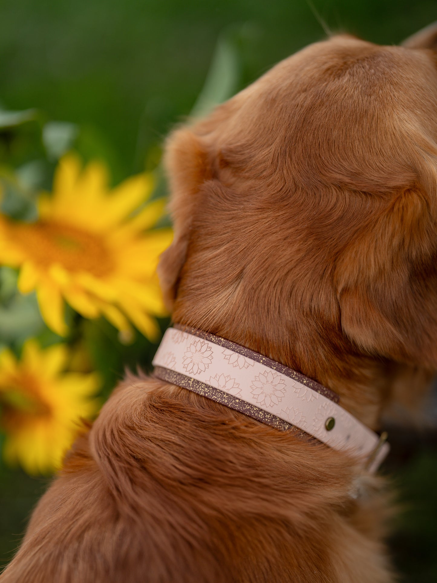 Sunflower Meadow - Embossed Hound Collar