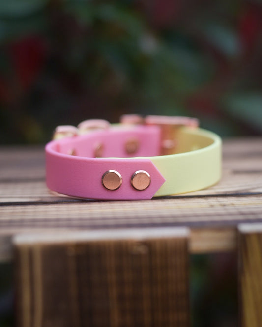 Rhubarb and Custard - Explorer Collar