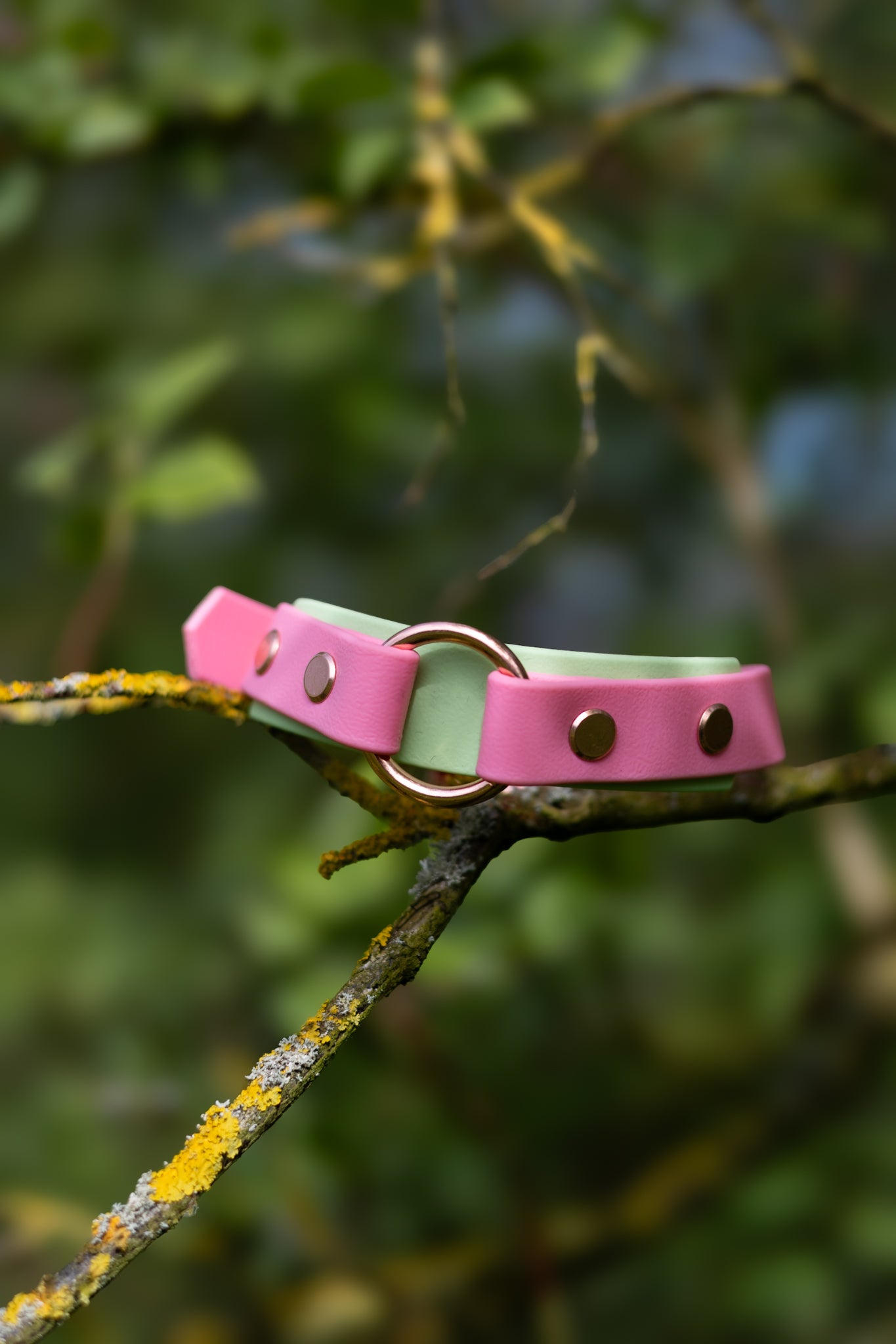 Custom Bookkeeper Explorer Collars