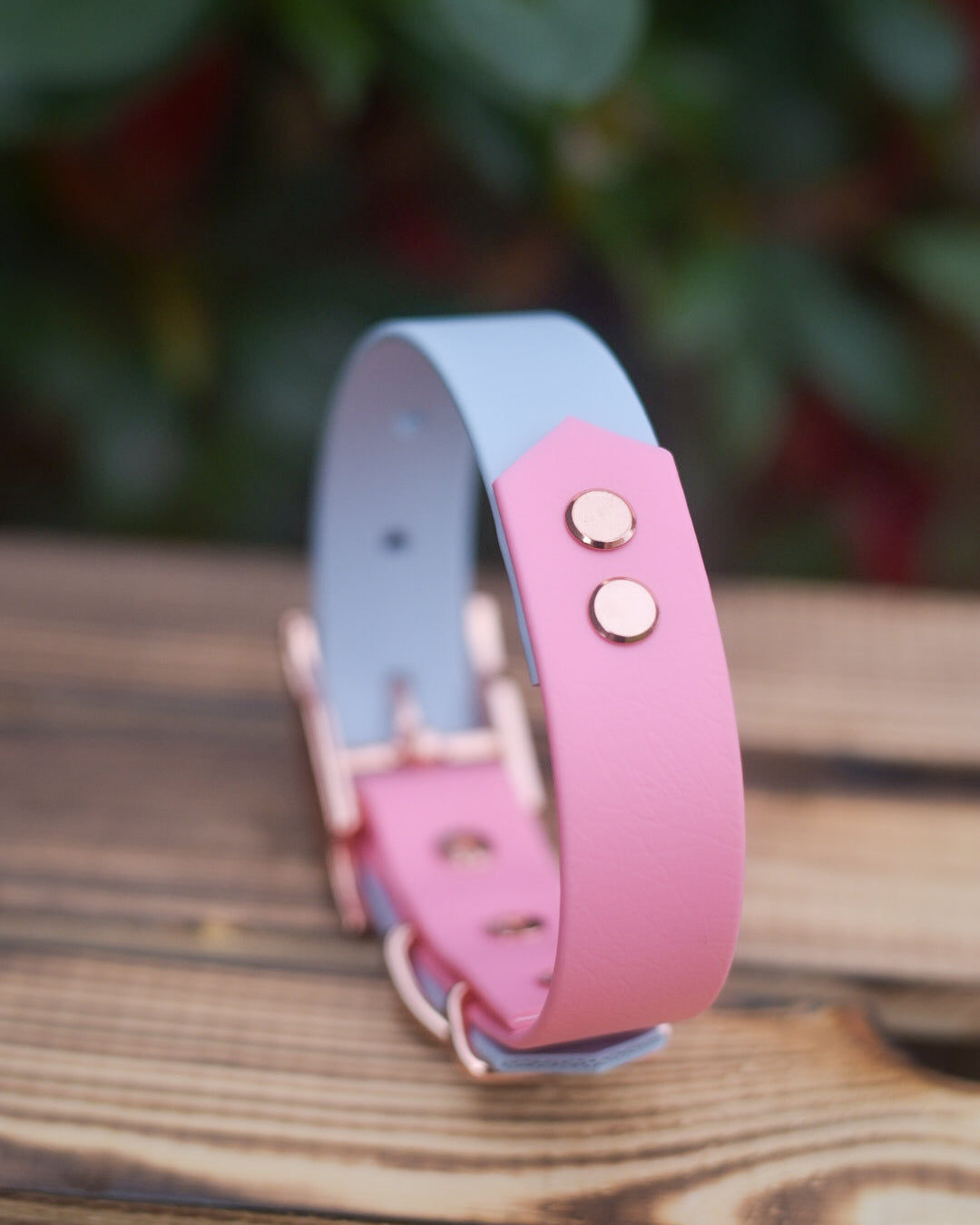 Penelope - Explorer Collar