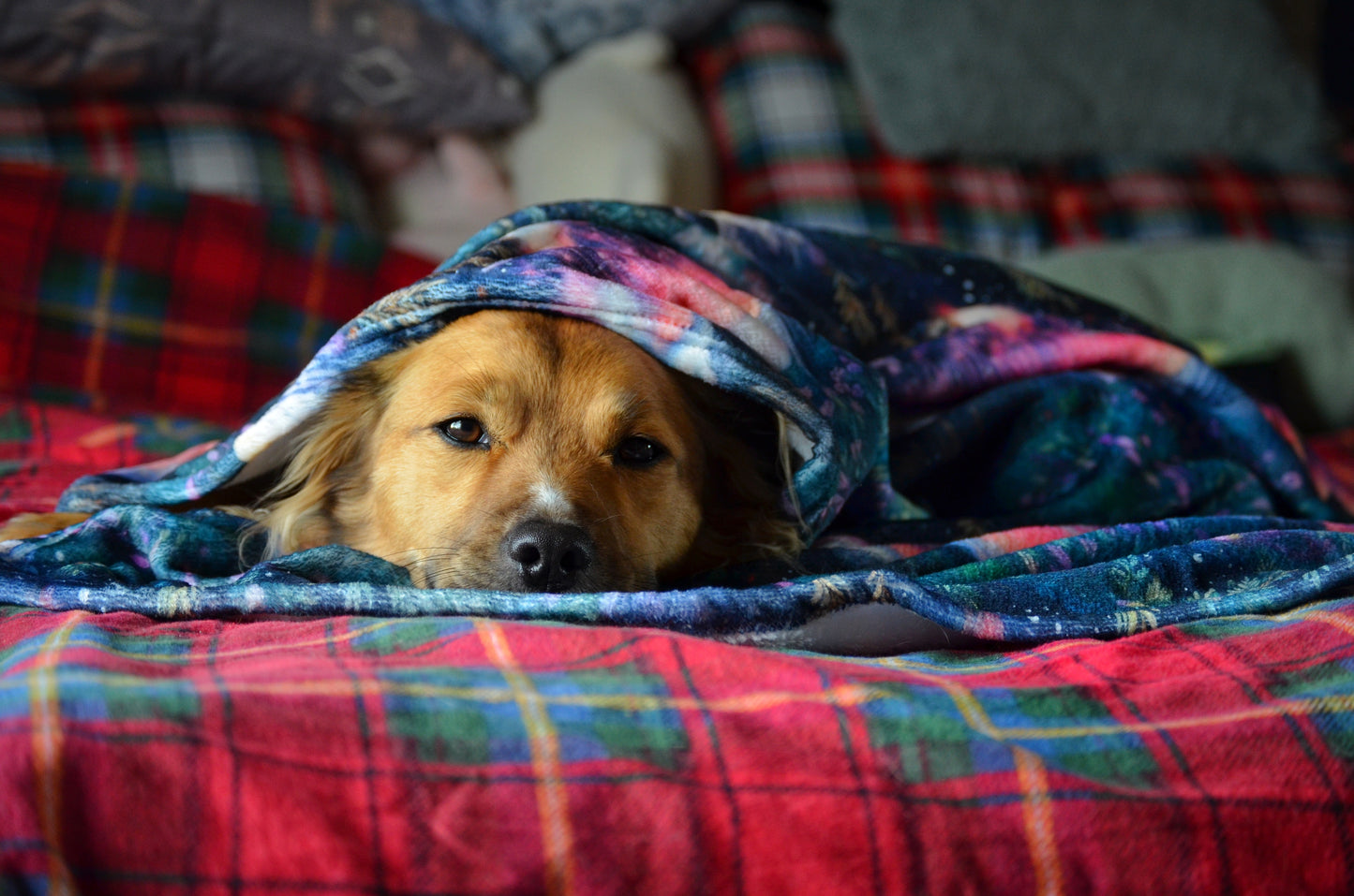 Aurora Dog Blanket (Flannel)