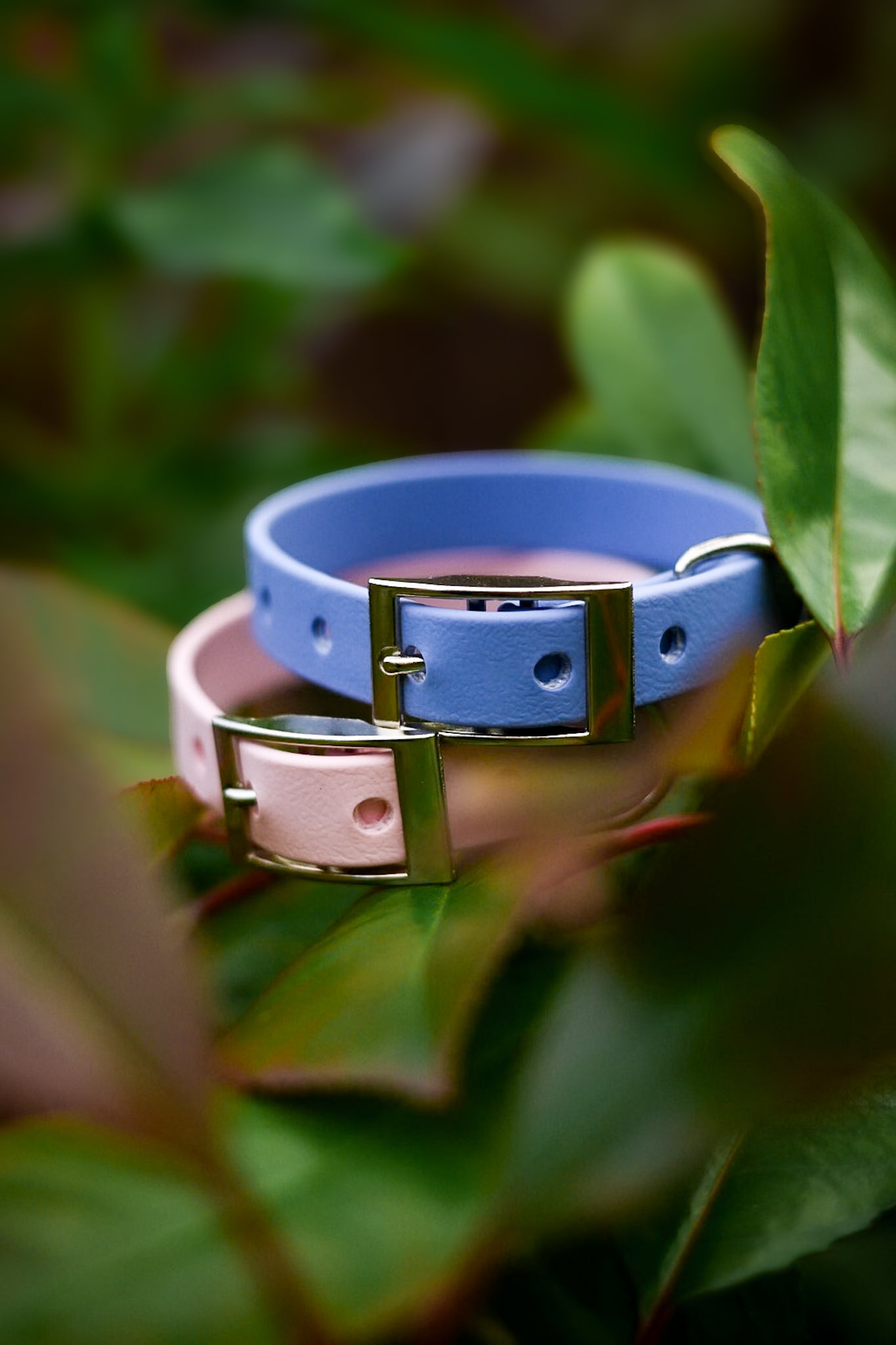 Pure Adjustable Dog Collar