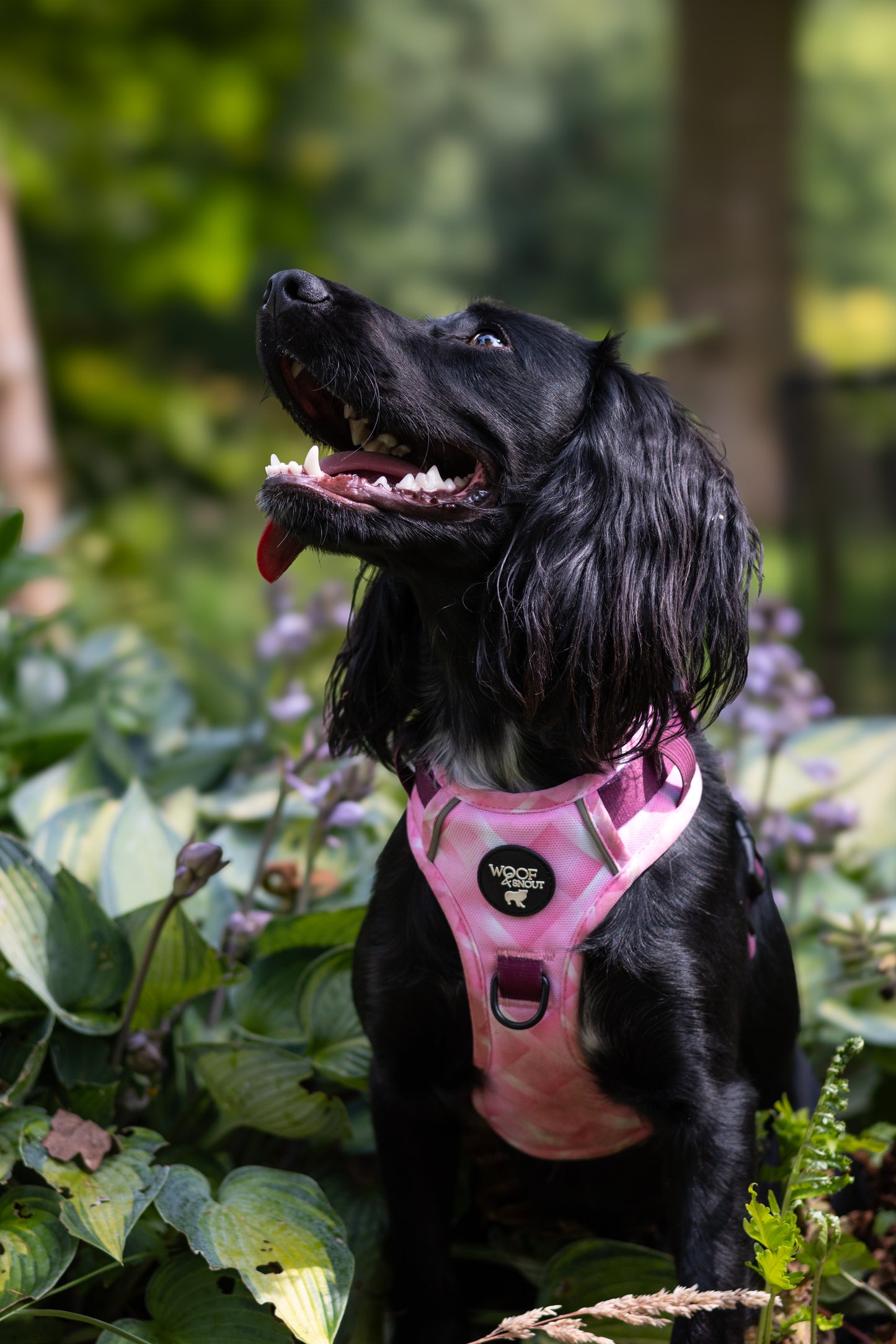 Diamond Rose Explorer Dog Harness