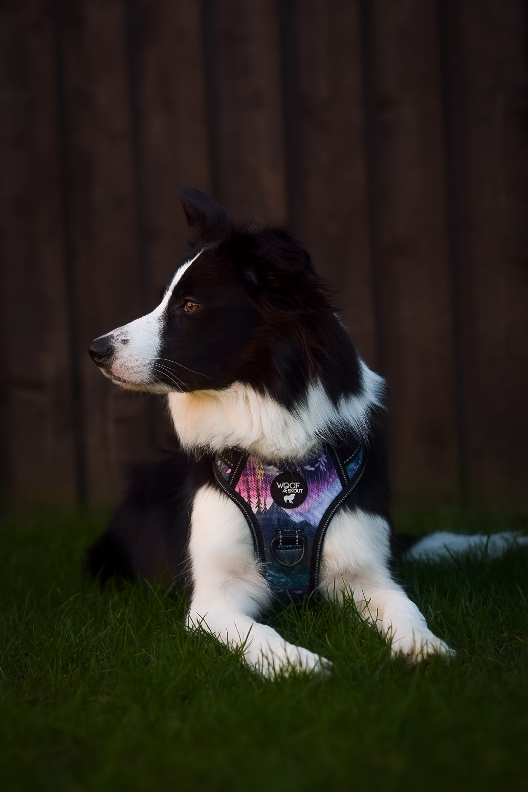 Aurora Explorer Pro Dog Harness