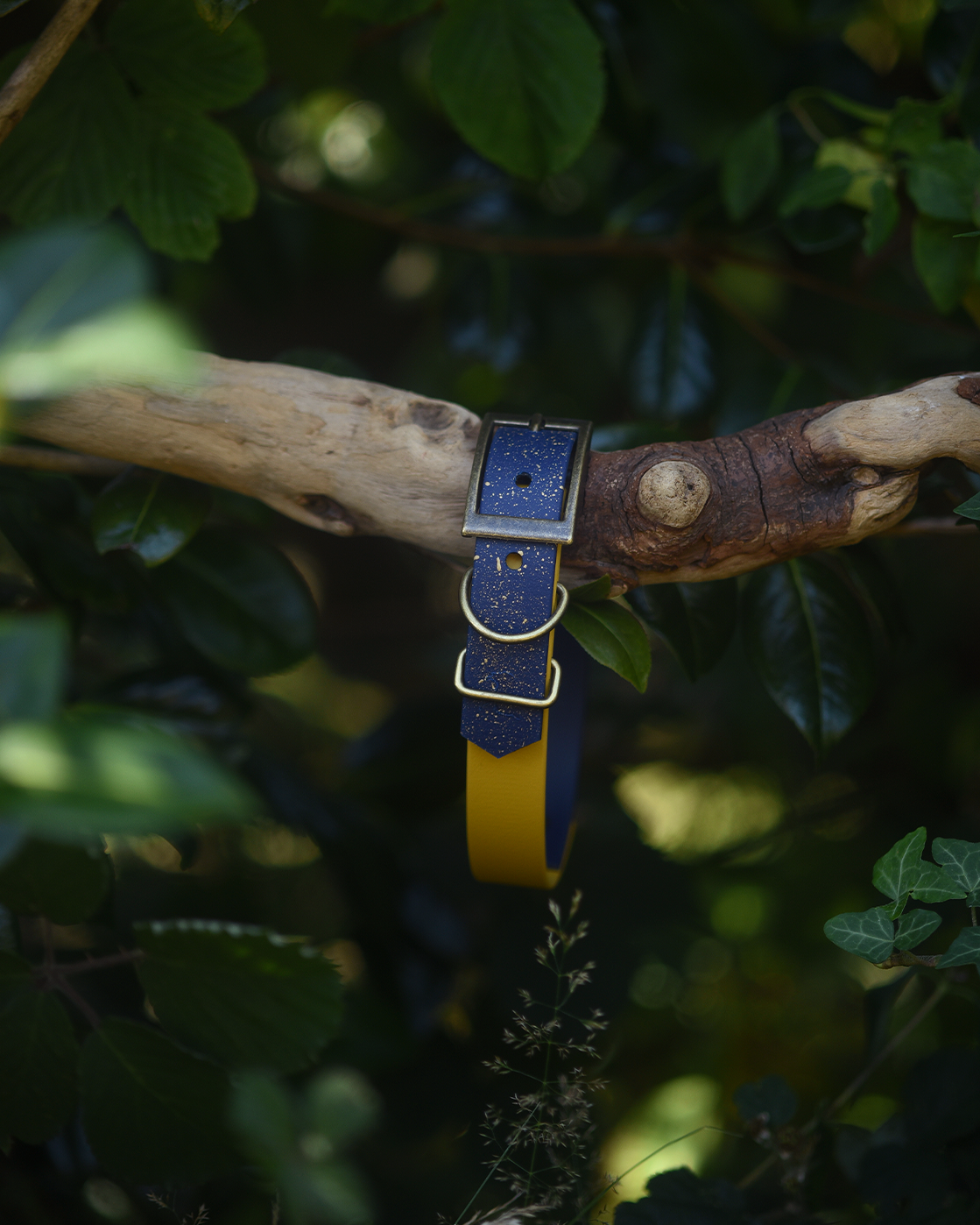 Storybook Sky - S&Sp Dog Collar