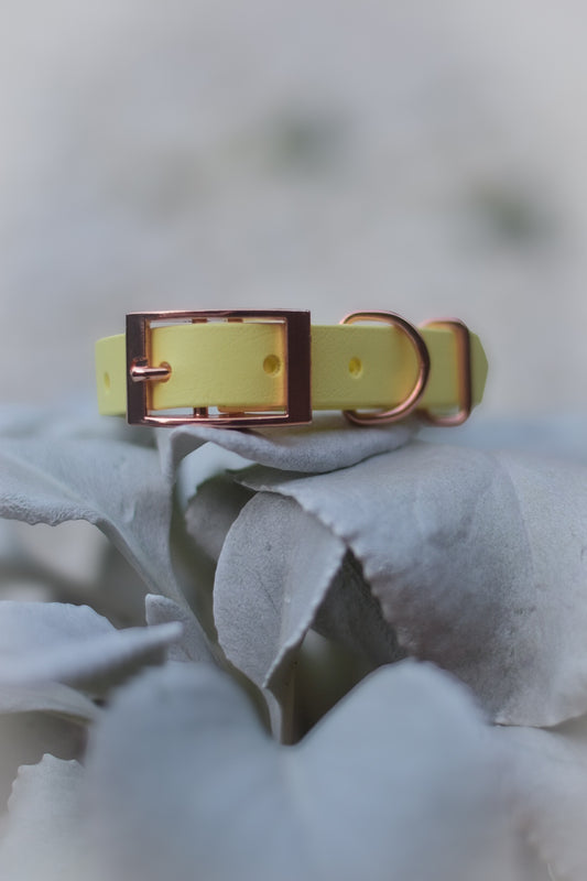 Daisy - Explorer Collar