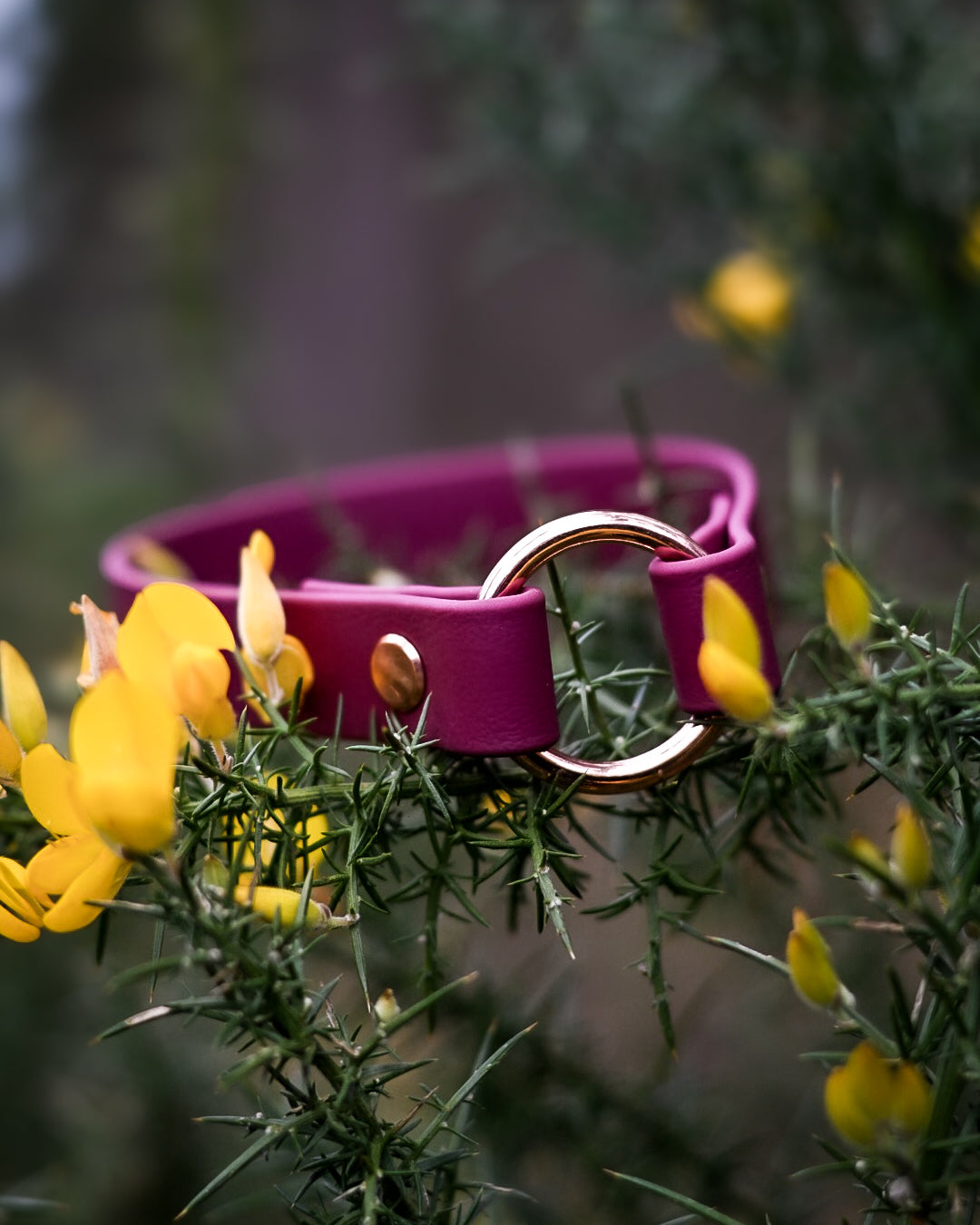 DYO Pure ID Collars