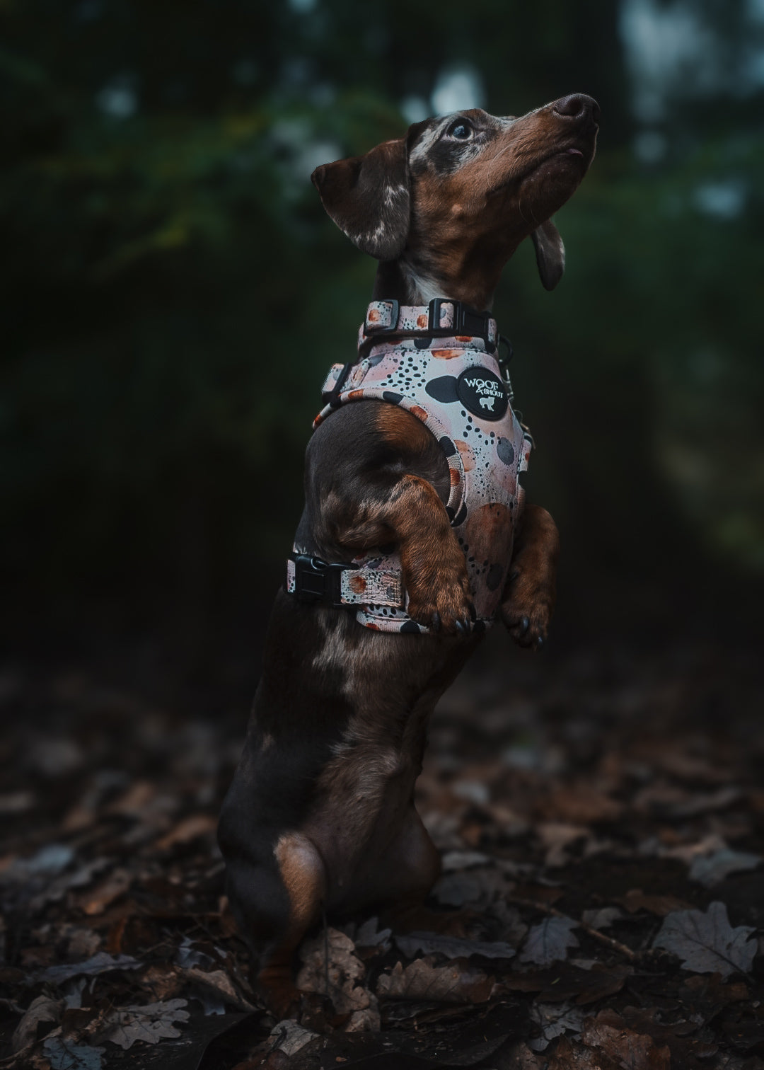 First Dawn Harness