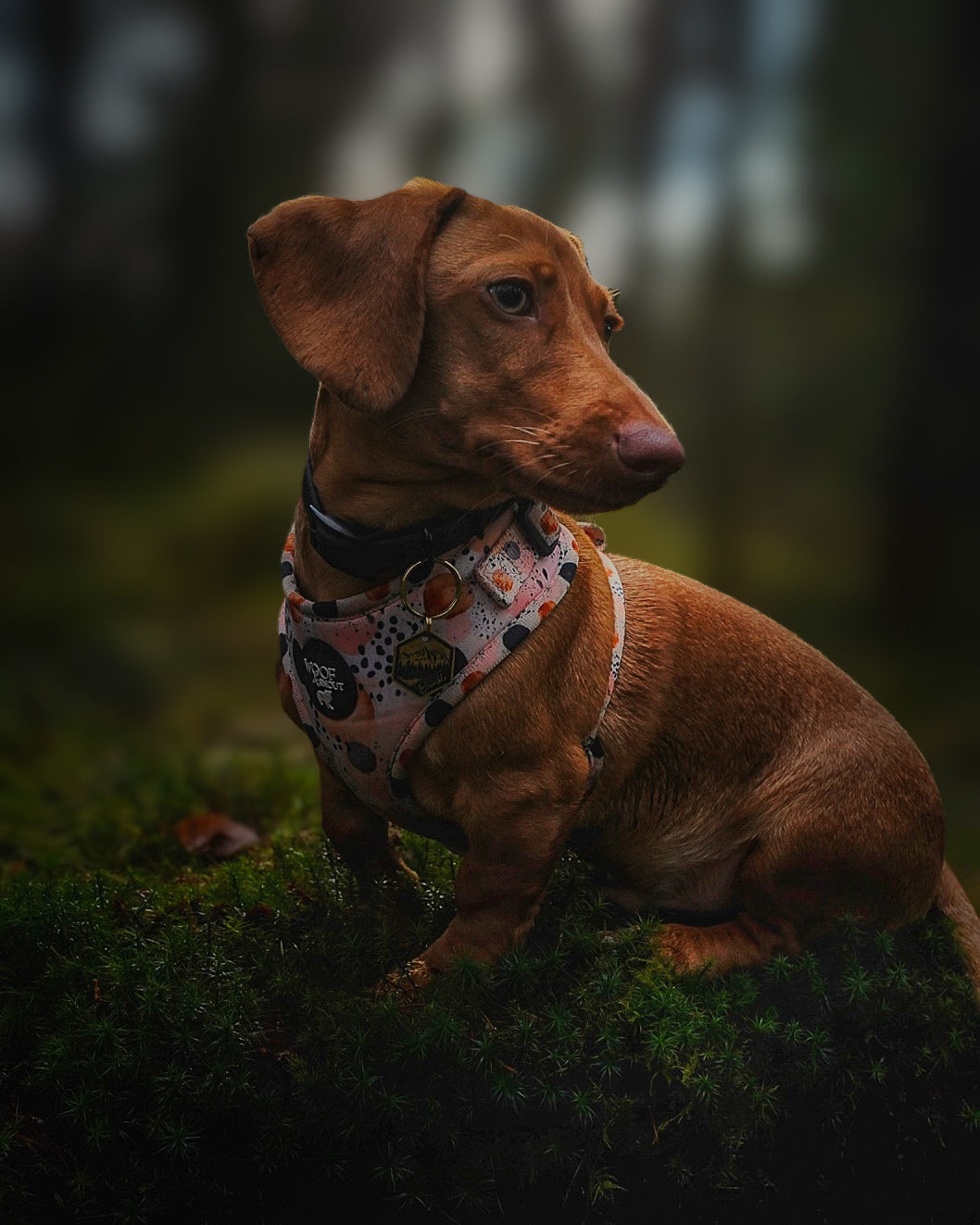 First Dawn Harness