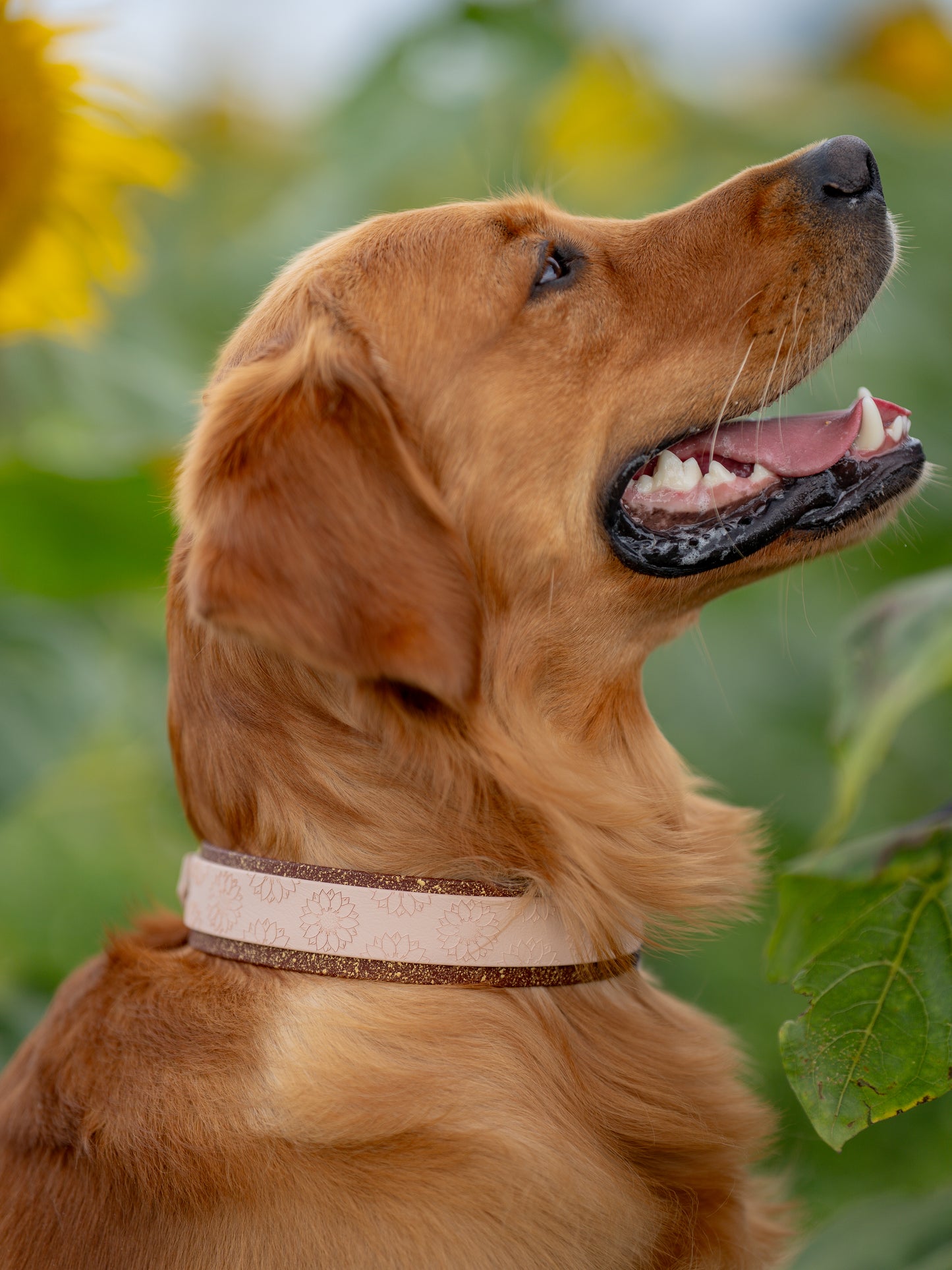 Sunflower Meadow - Embossed Hound Collar