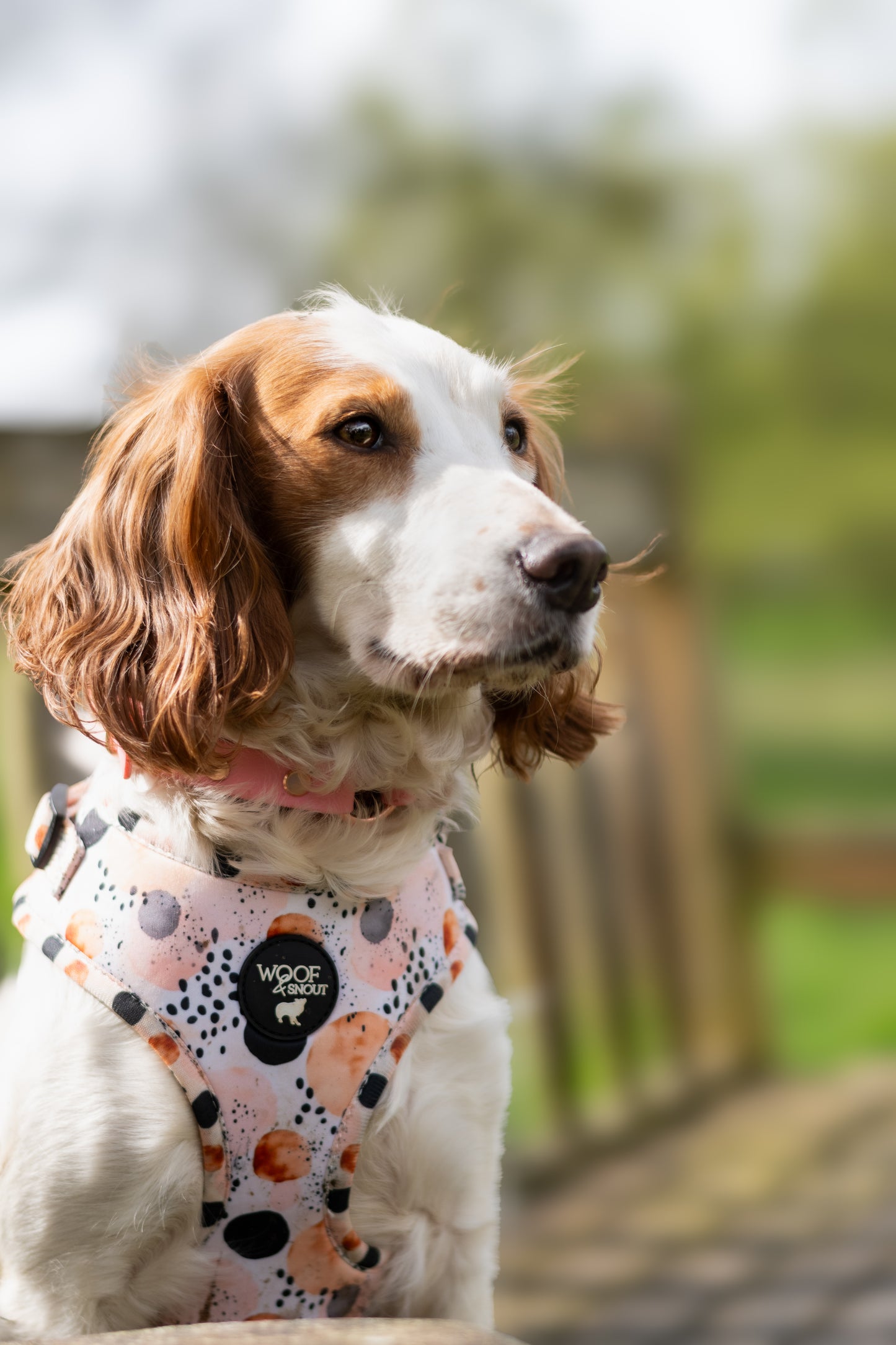 First Dawn Harness
