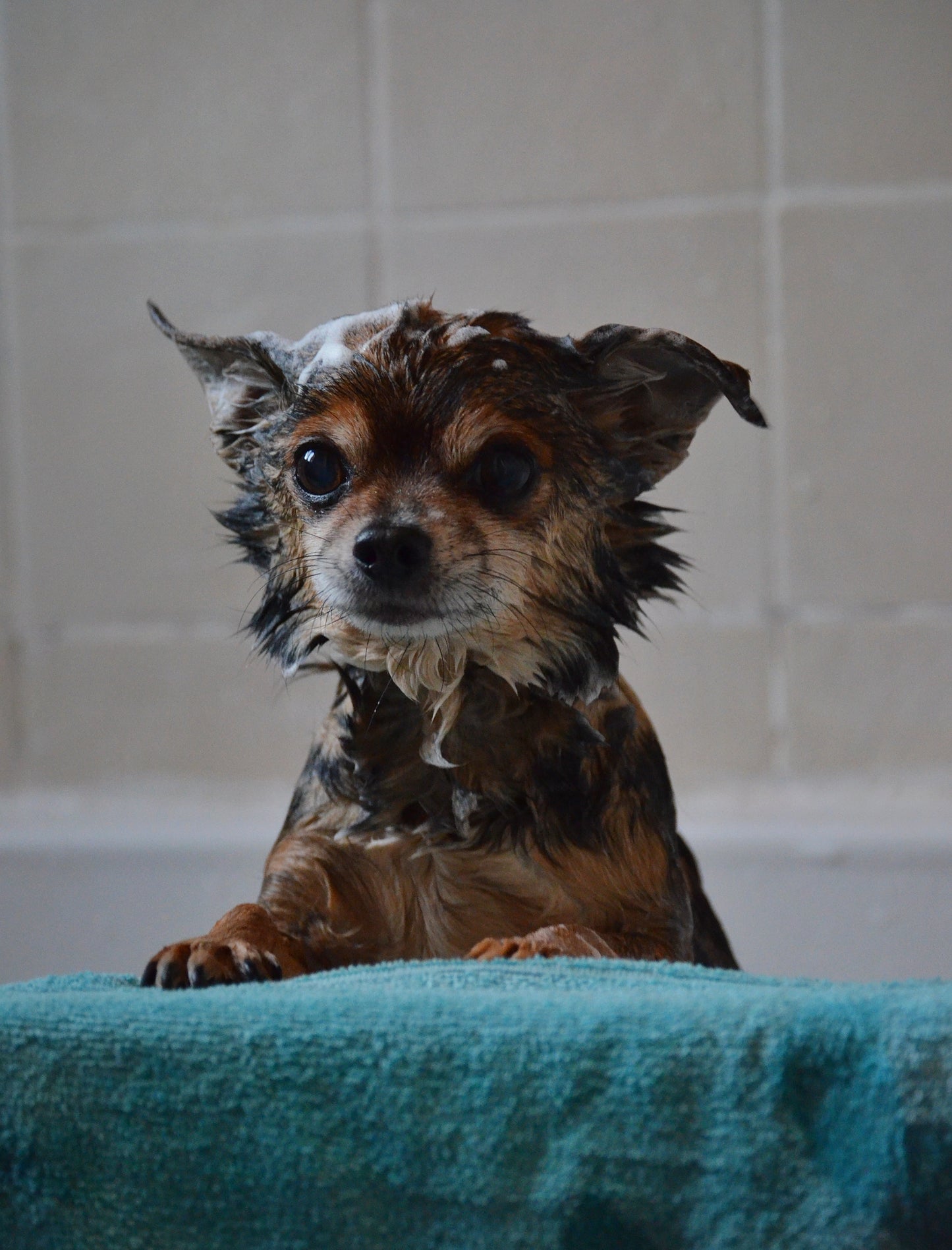 Seeded Dog Shampoo Bar