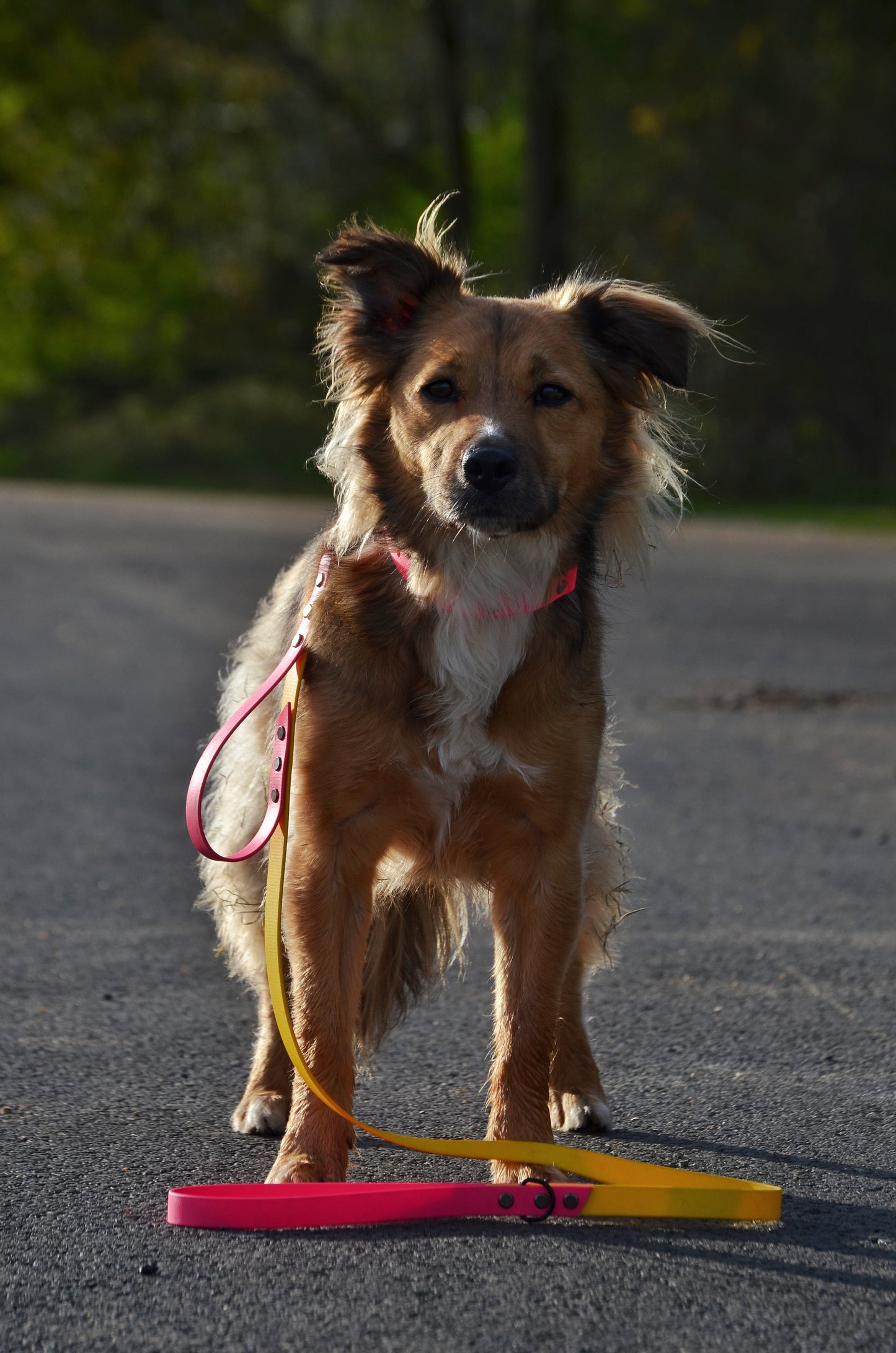 Biothane Dog Lead with Integrated Traffic Handle (Custom)