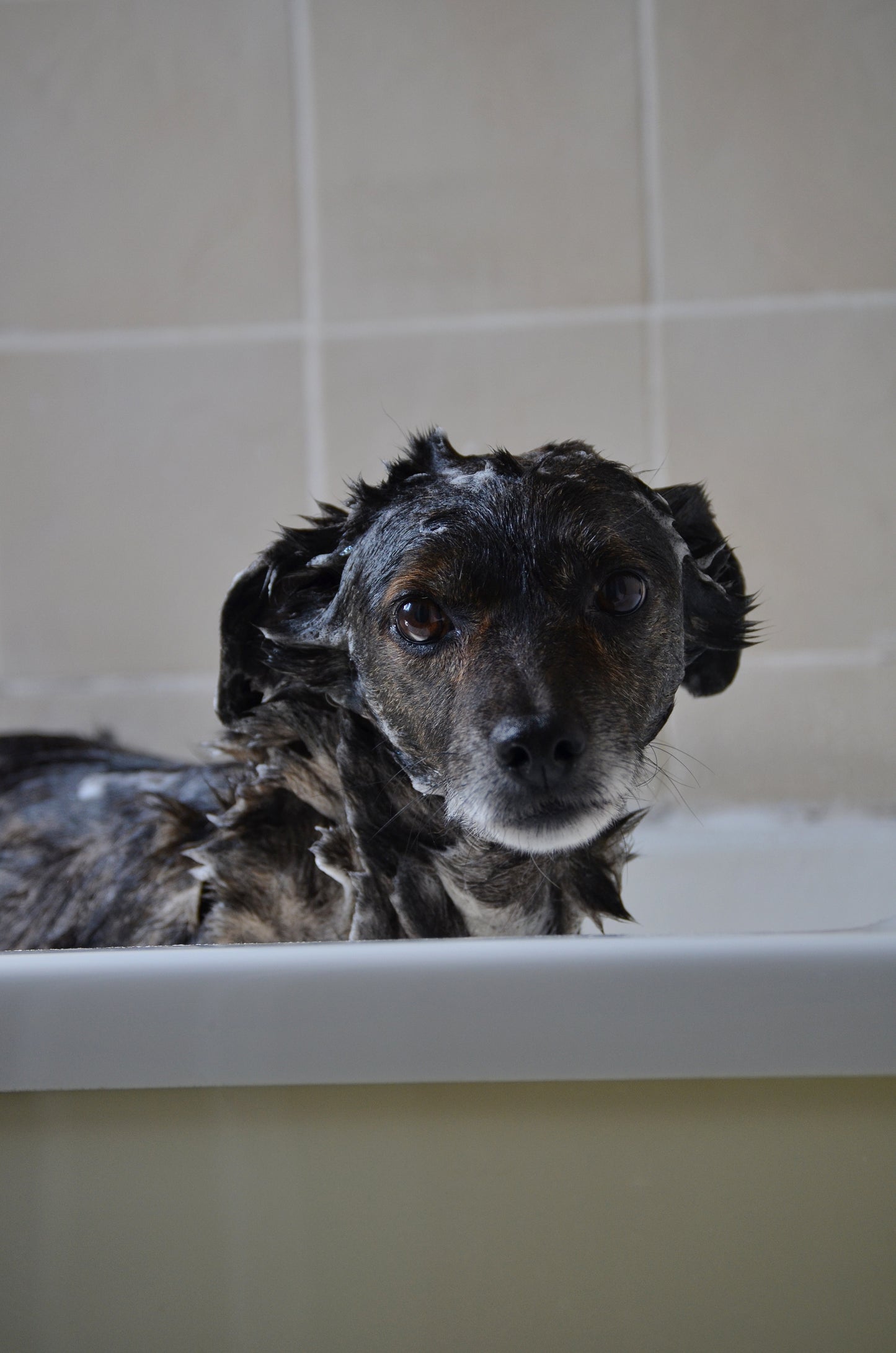 Seeded Dog Shampoo Bar