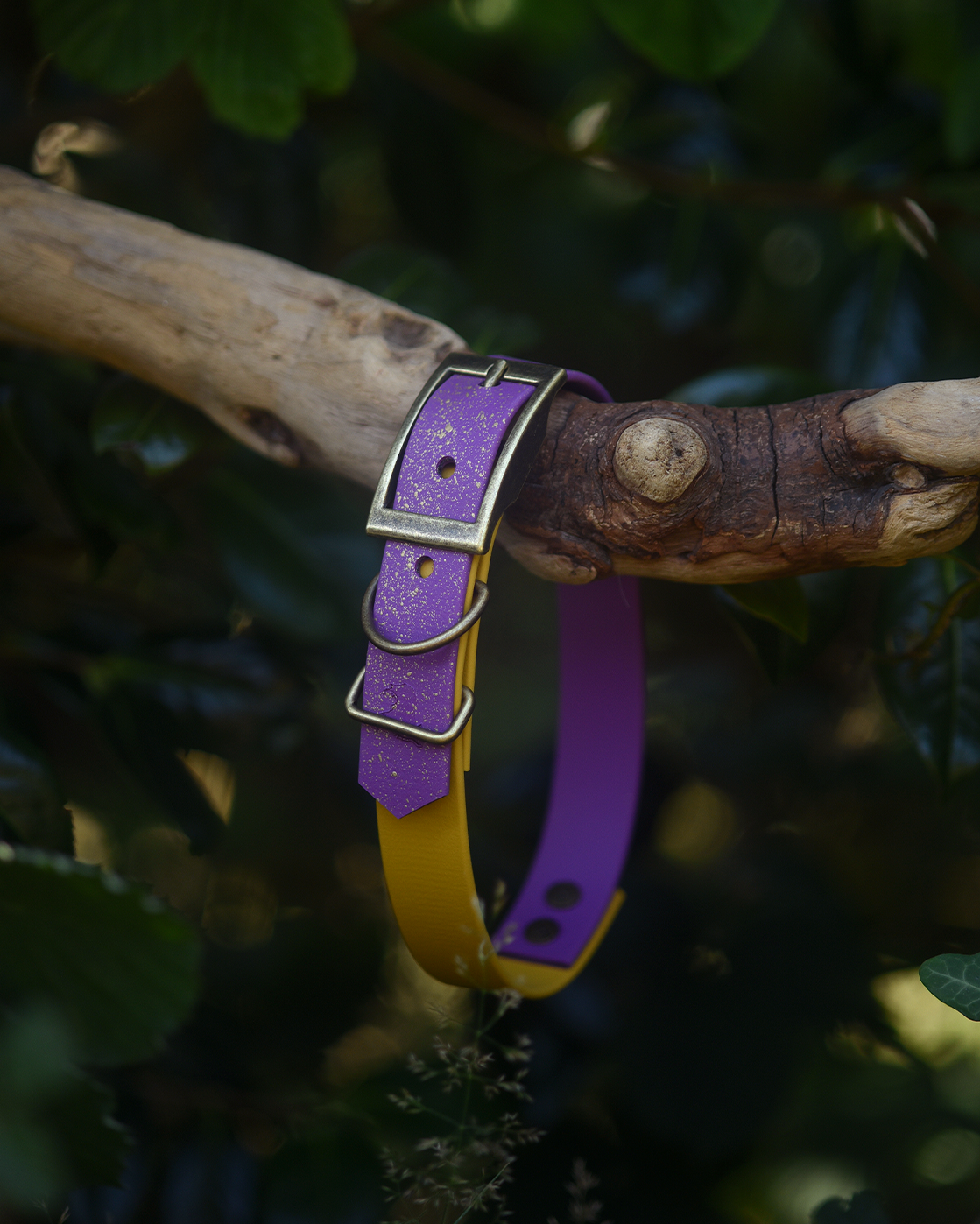 Fables of Fig - S&Sp Dog Collar