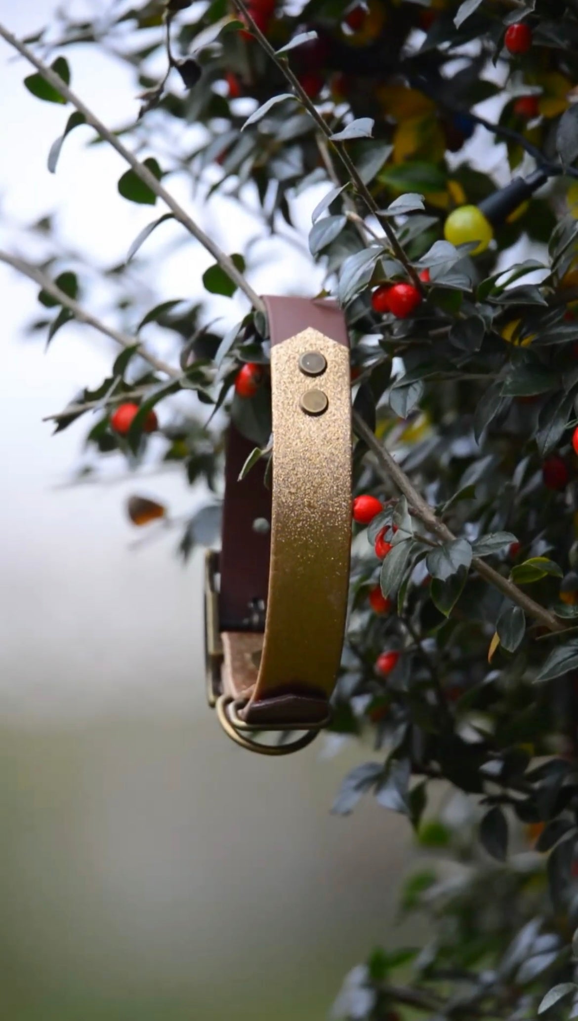DYO Sparkle & Shine Explorer Lite Collars