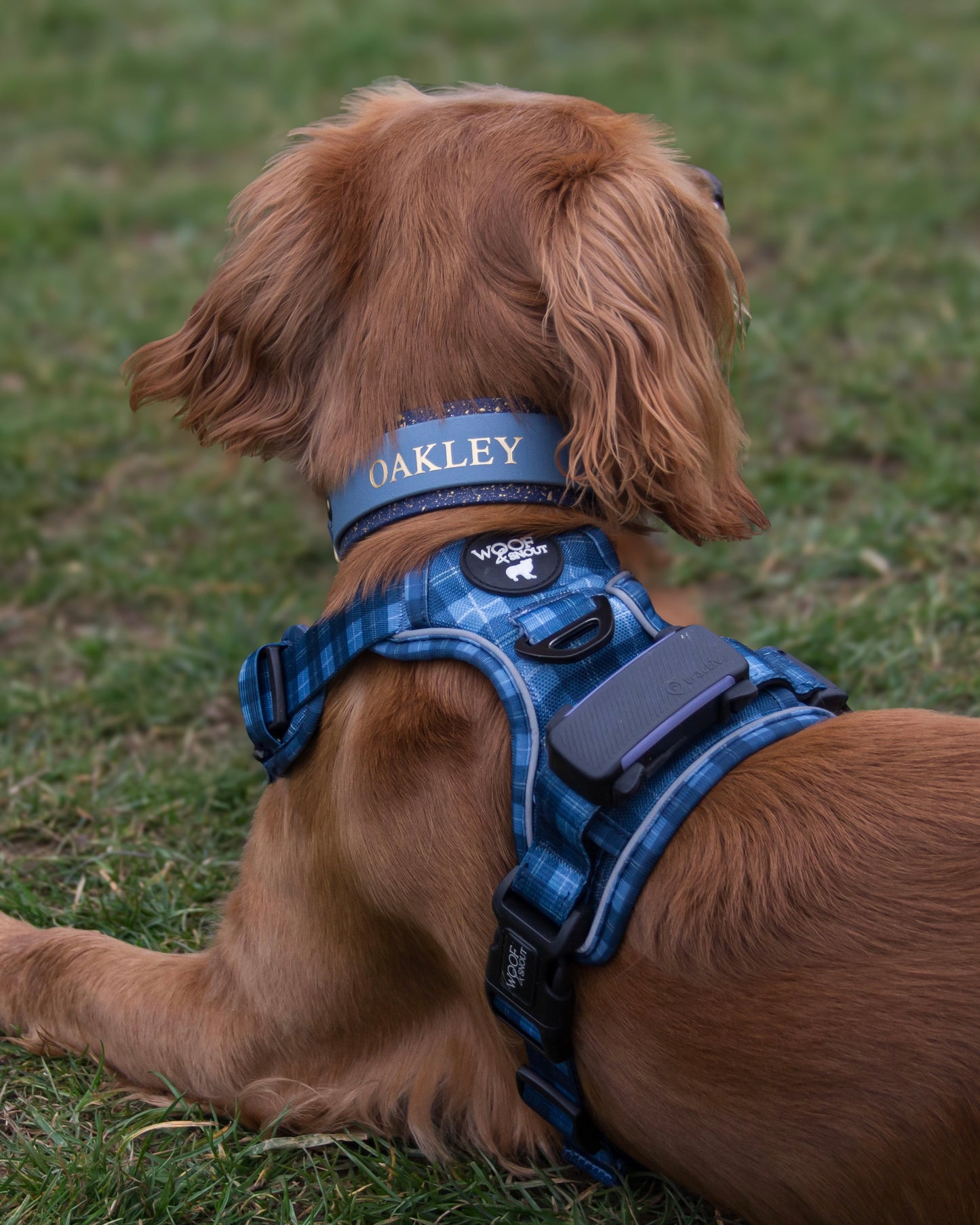 The Oakley