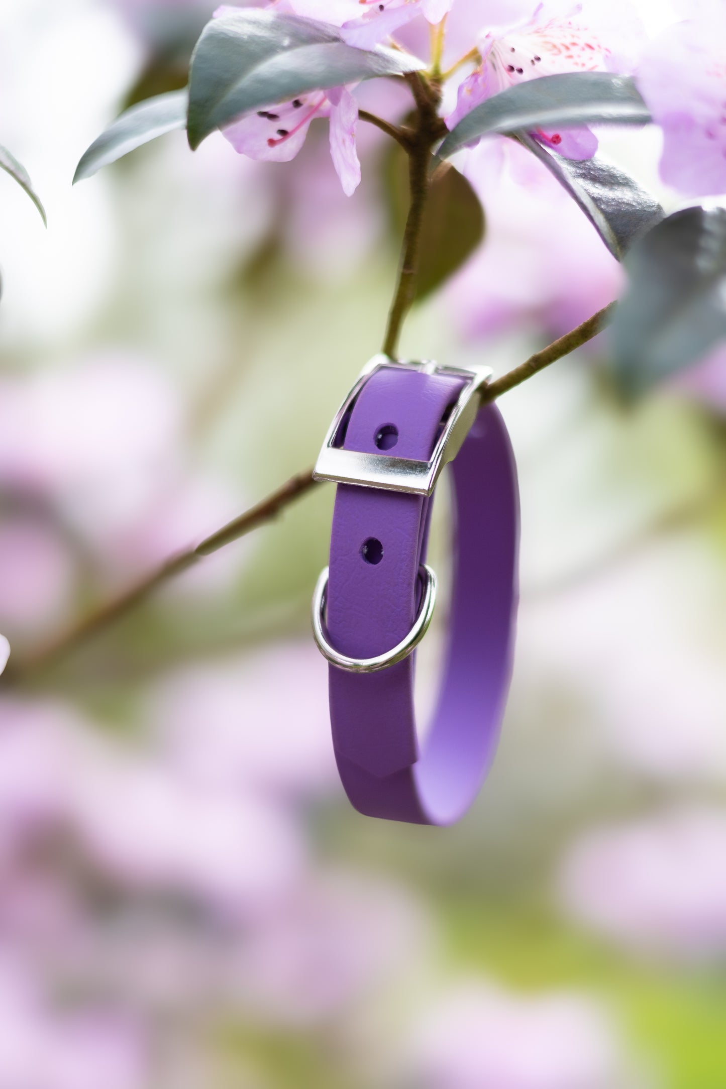 Amethyst - Explorer Collar