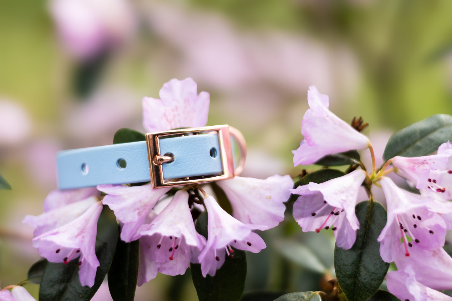 Baby Blue - Explorer Collar