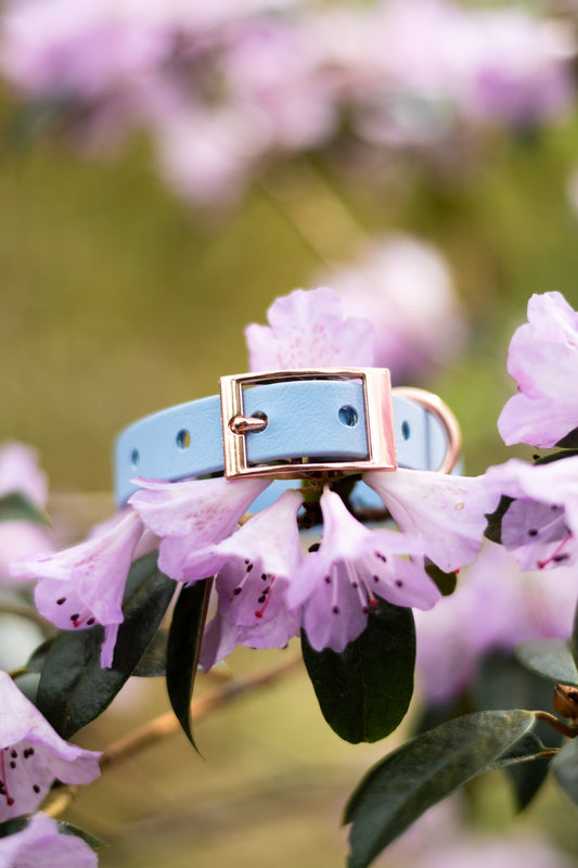 Baby Blue - Explorer Collar