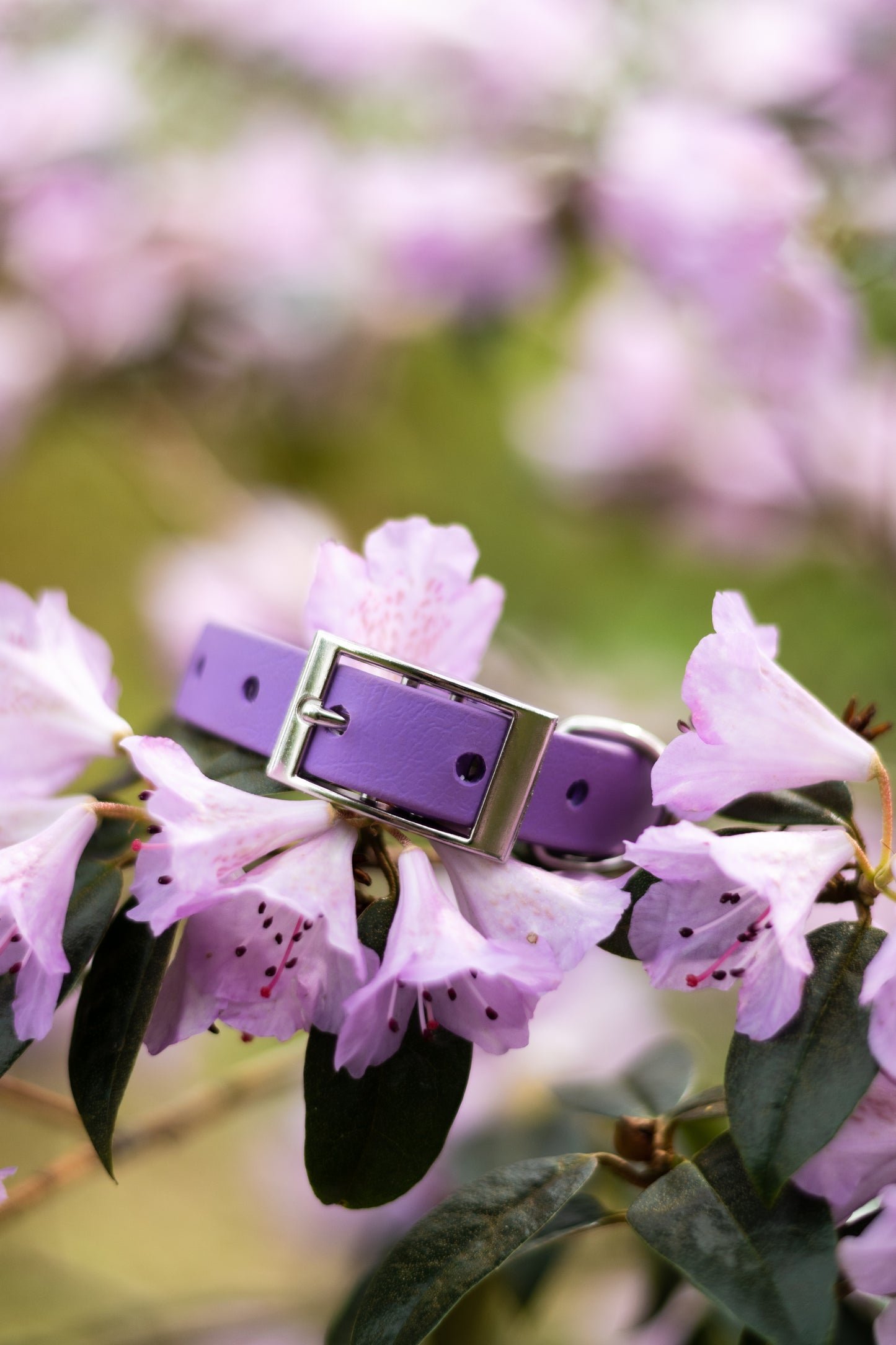 Amethyst - Explorer Collar