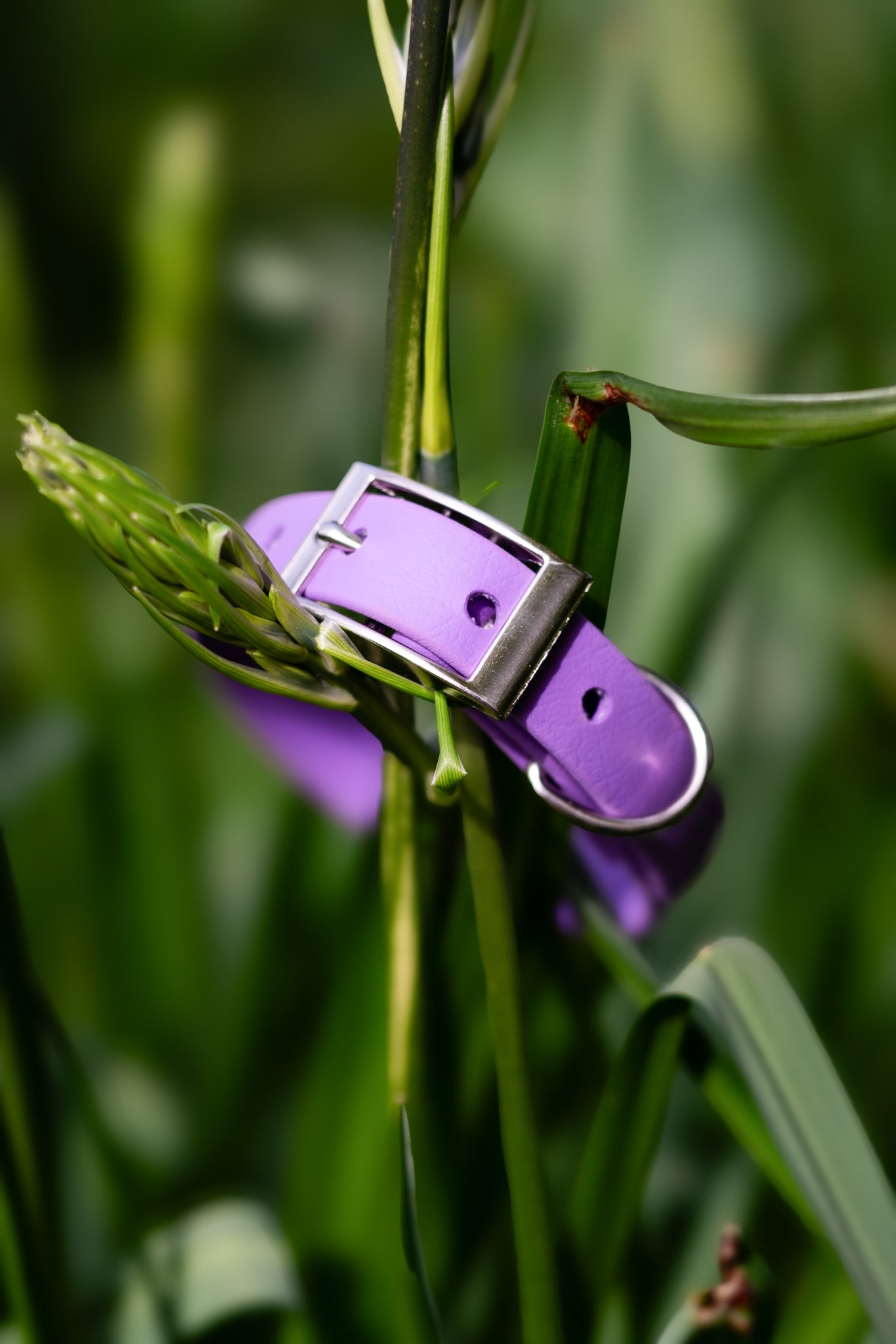Amethyst - Explorer Collar