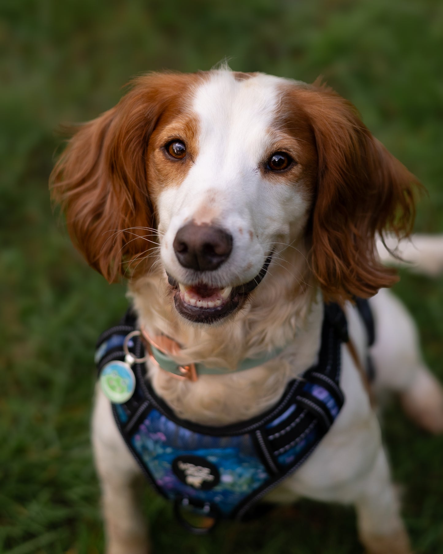 Aurora Explorer Pro Dog Harness
