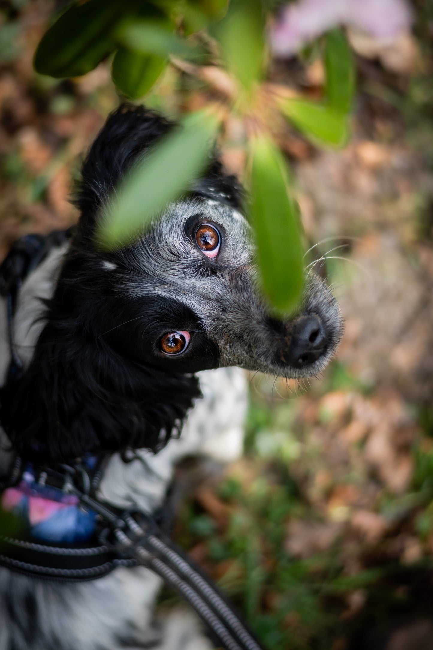 Aurora Explorer Pro Dog Harness