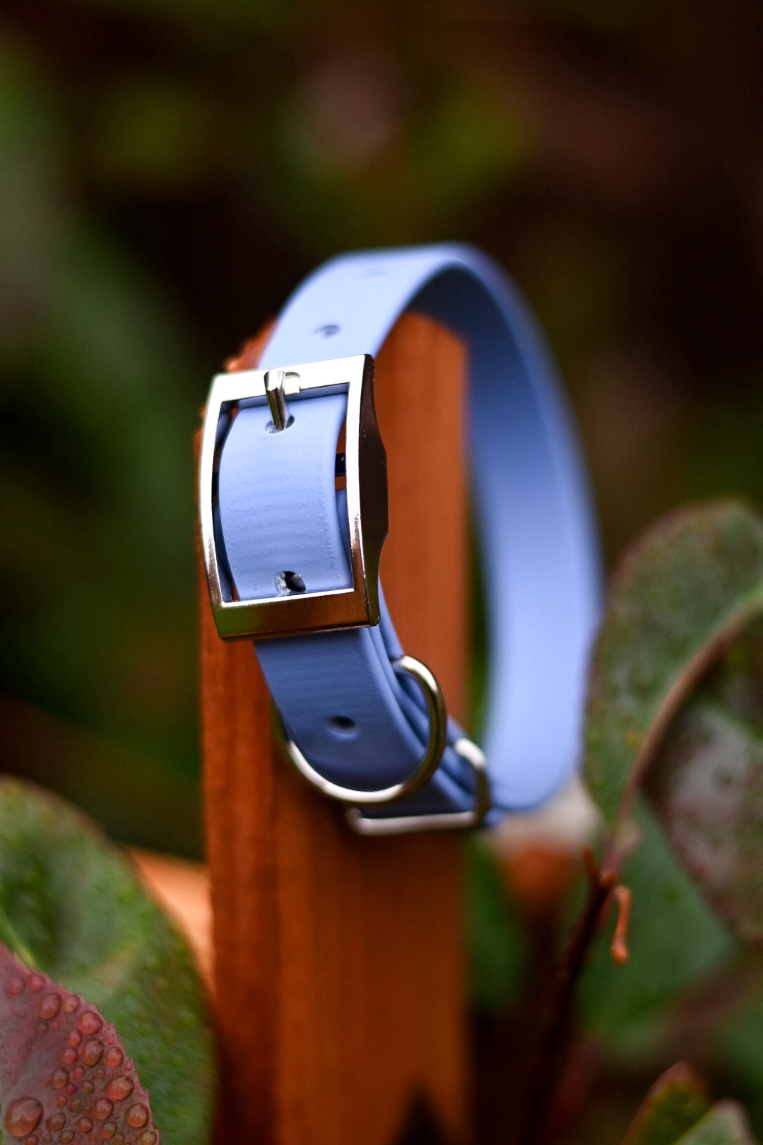 Supernova - Explorer Collar