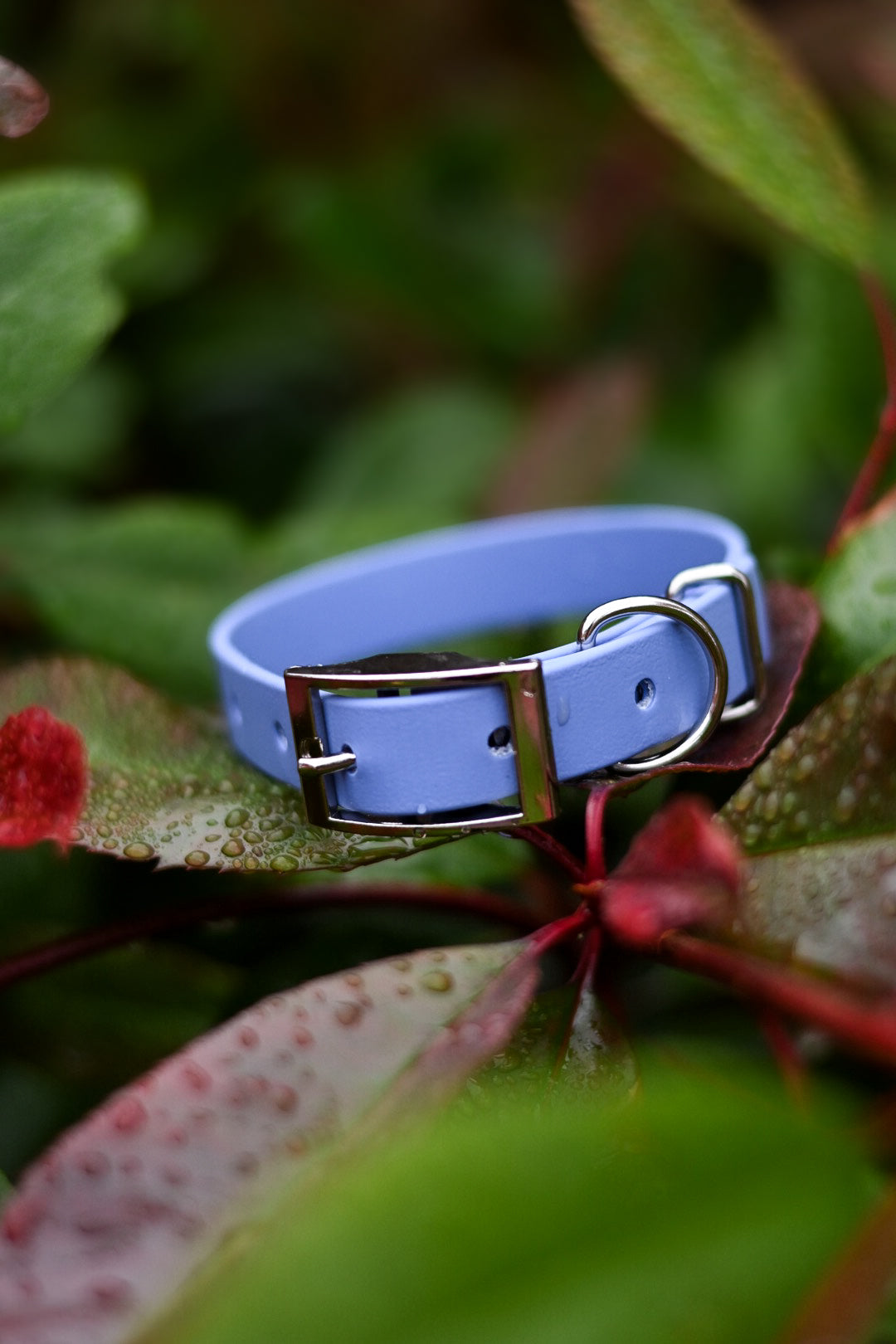 Supernova - Explorer Collar