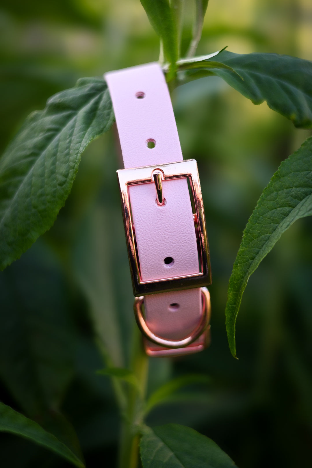 Pixie - Explorer Collar