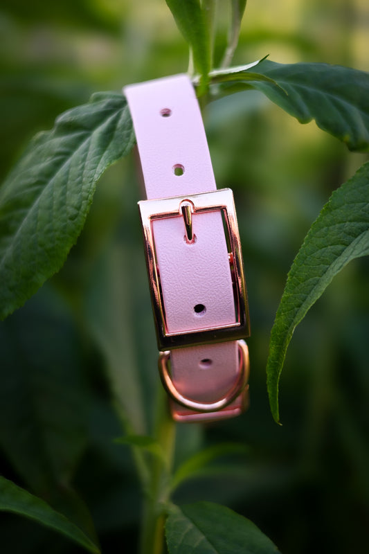 Pixie - Explorer Collar