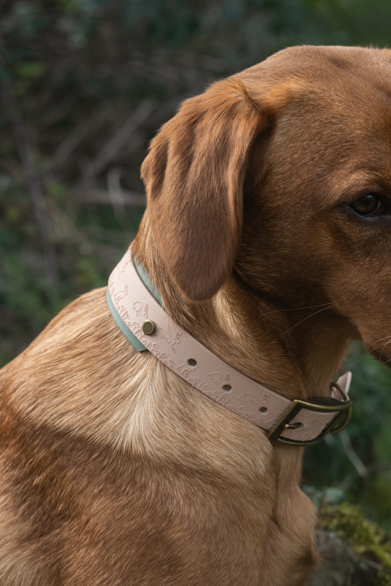 Wild Hare (Moss) - Embossed Hound Collar