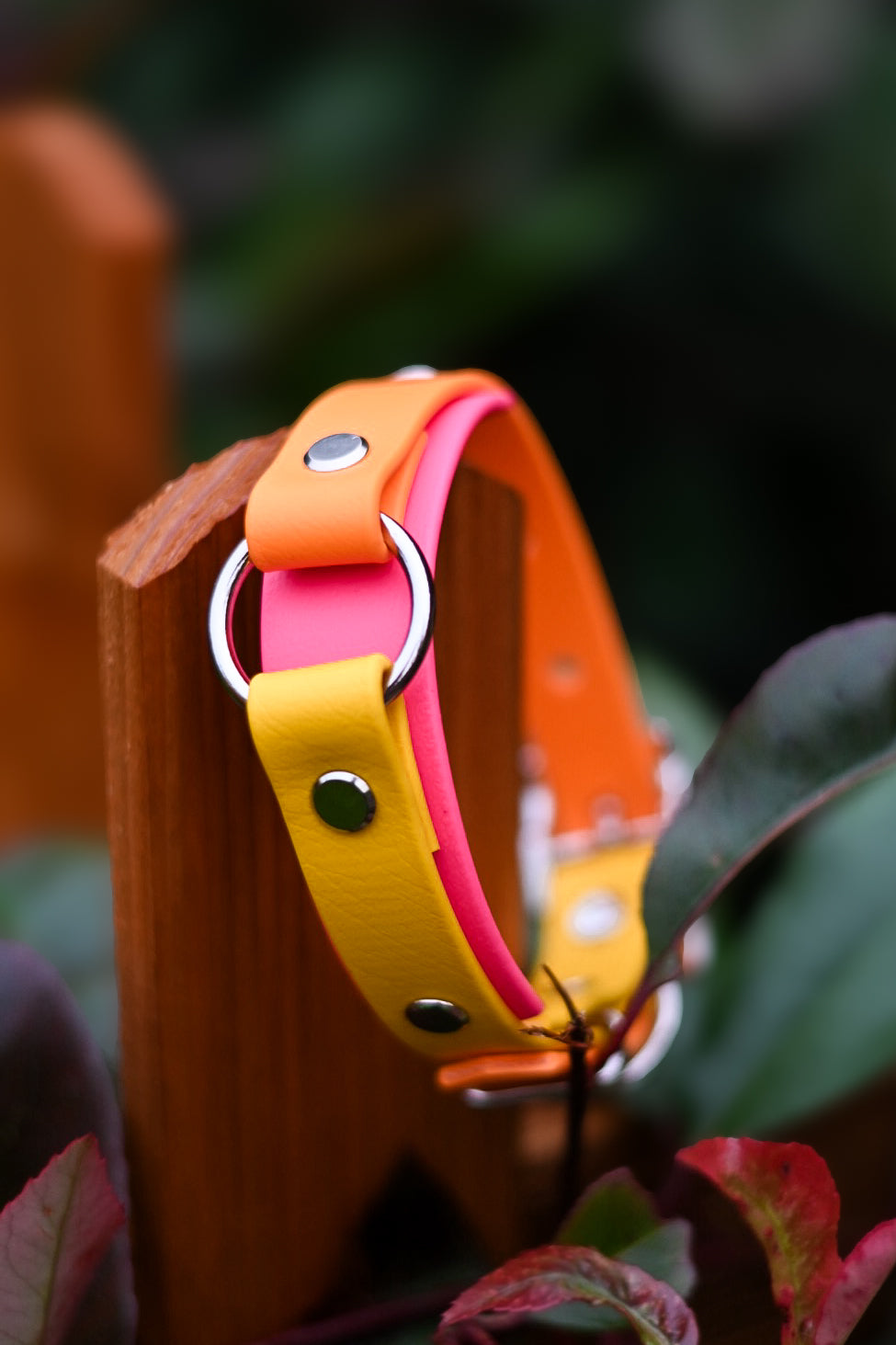 Tutti Frutti - Bookkeeper Explorer Collar
