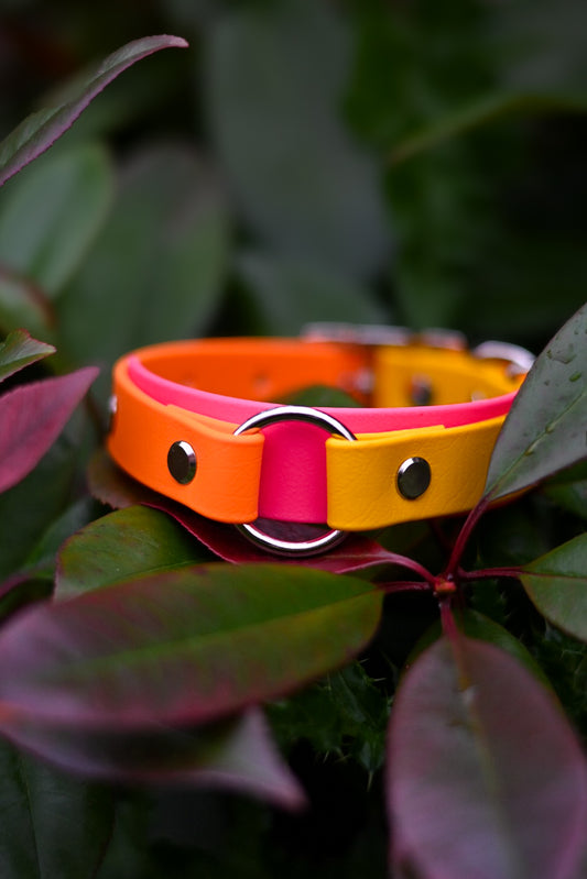Tutti Frutti - Bookkeeper Explorer Collar