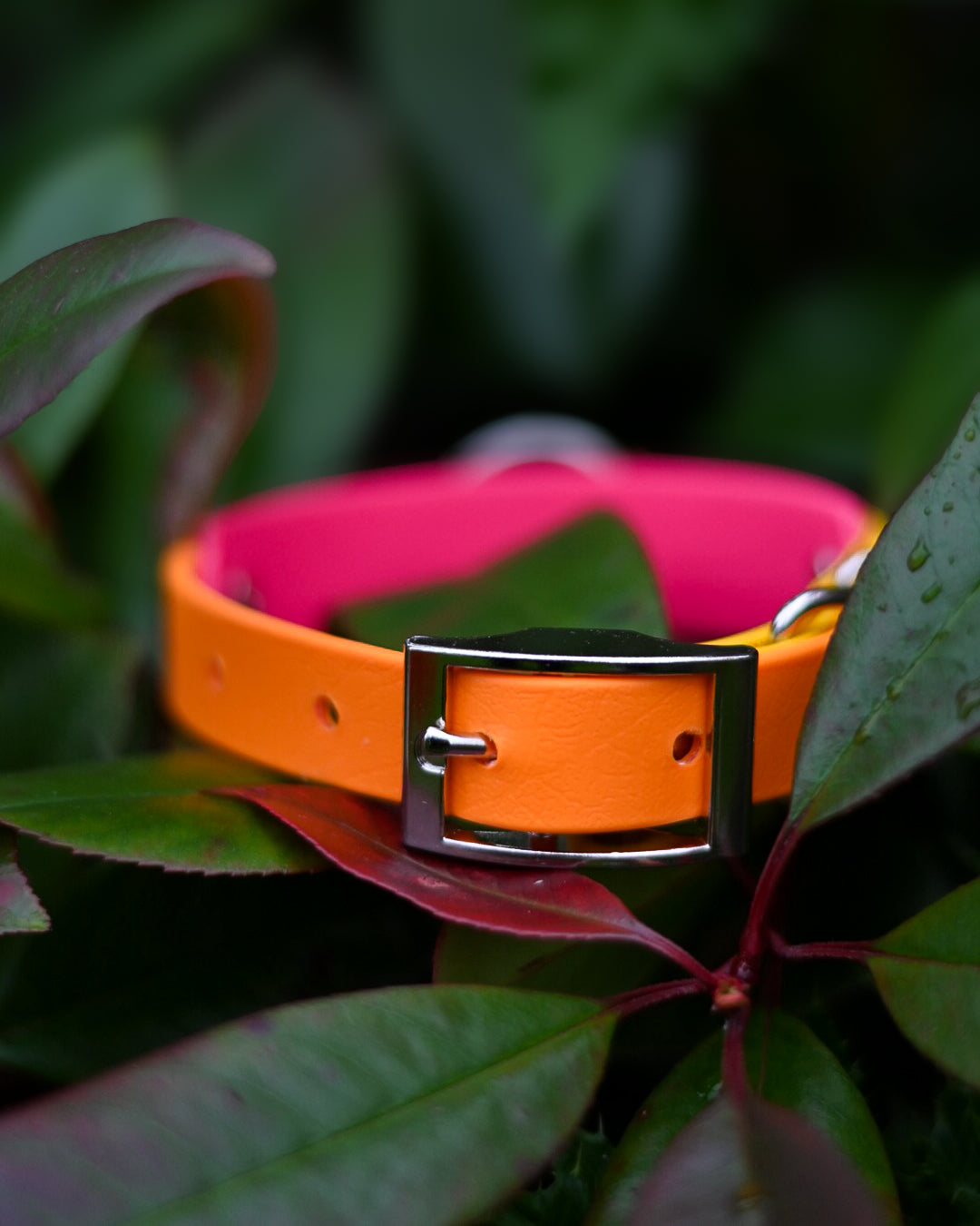 Tutti Frutti - Bookkeeper Explorer Collar